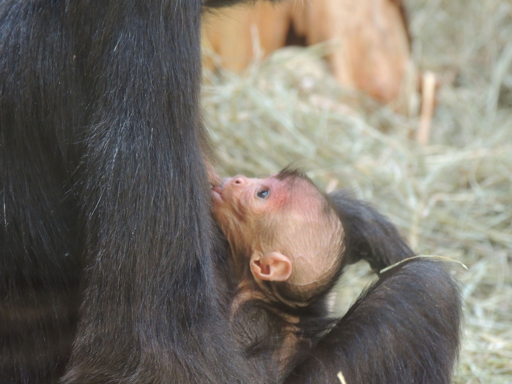 Ein Affenbaby und vier Mähnenschwein-Ferkel