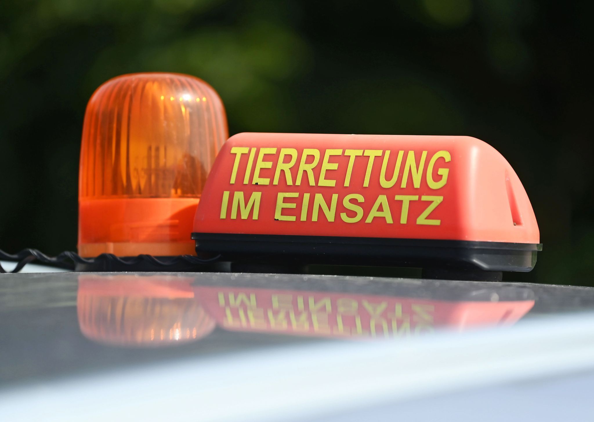 Veterinäramt rettet 49 Tiere aus verwahrloster Privathaltung Veterinäramt rettet 49 Tiere aus verwahrloster Privathaltung