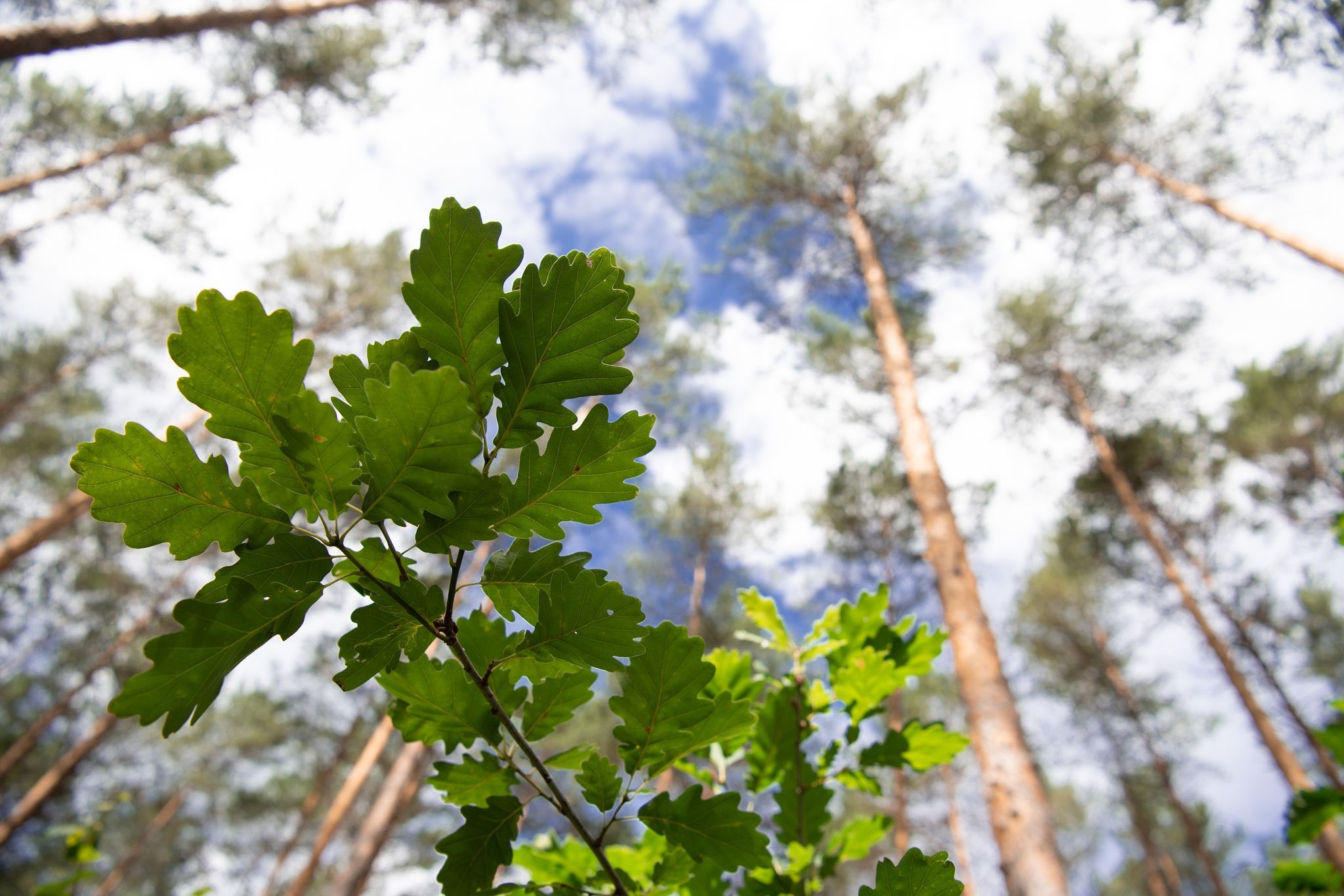 Neue Bäume braucht der Wald