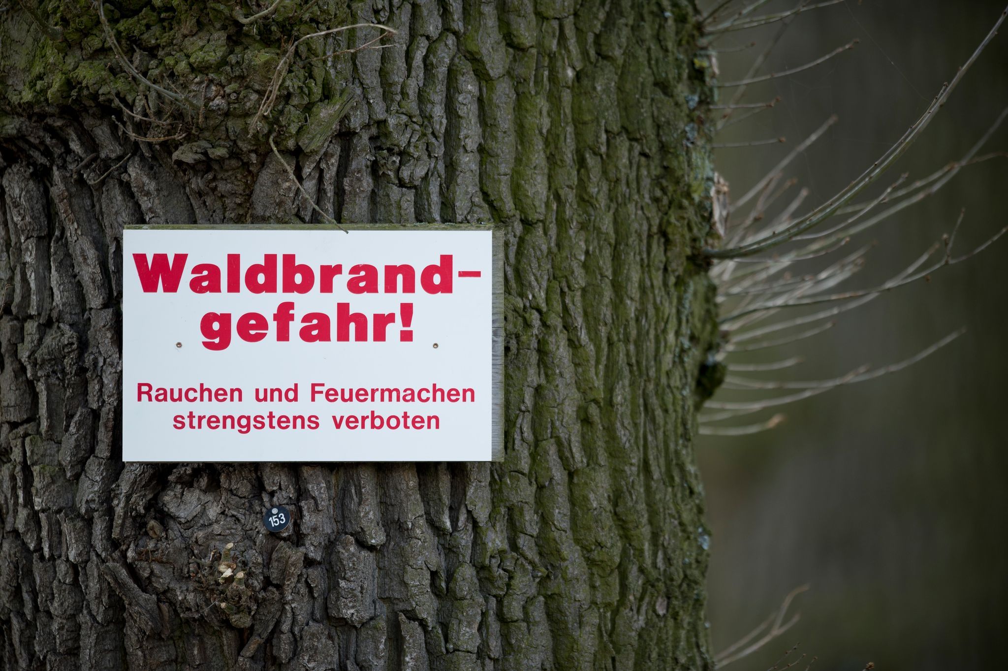 Anhaltende Waldbrandgefahr in Rheinland-Pfalz und Saarland