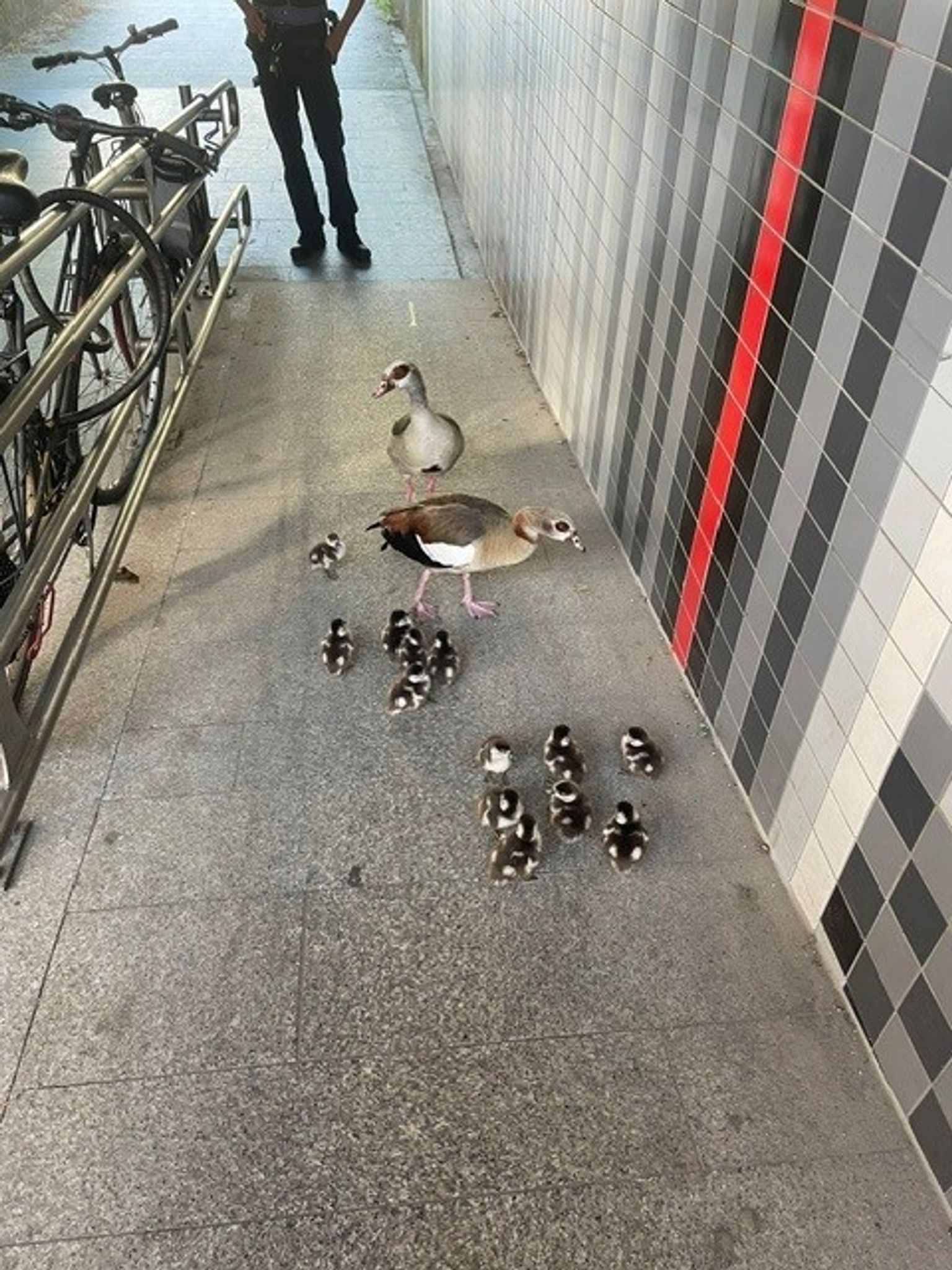 Entenfamilie watschelt auf Fahrbahn - Bundesstraße gesperrt