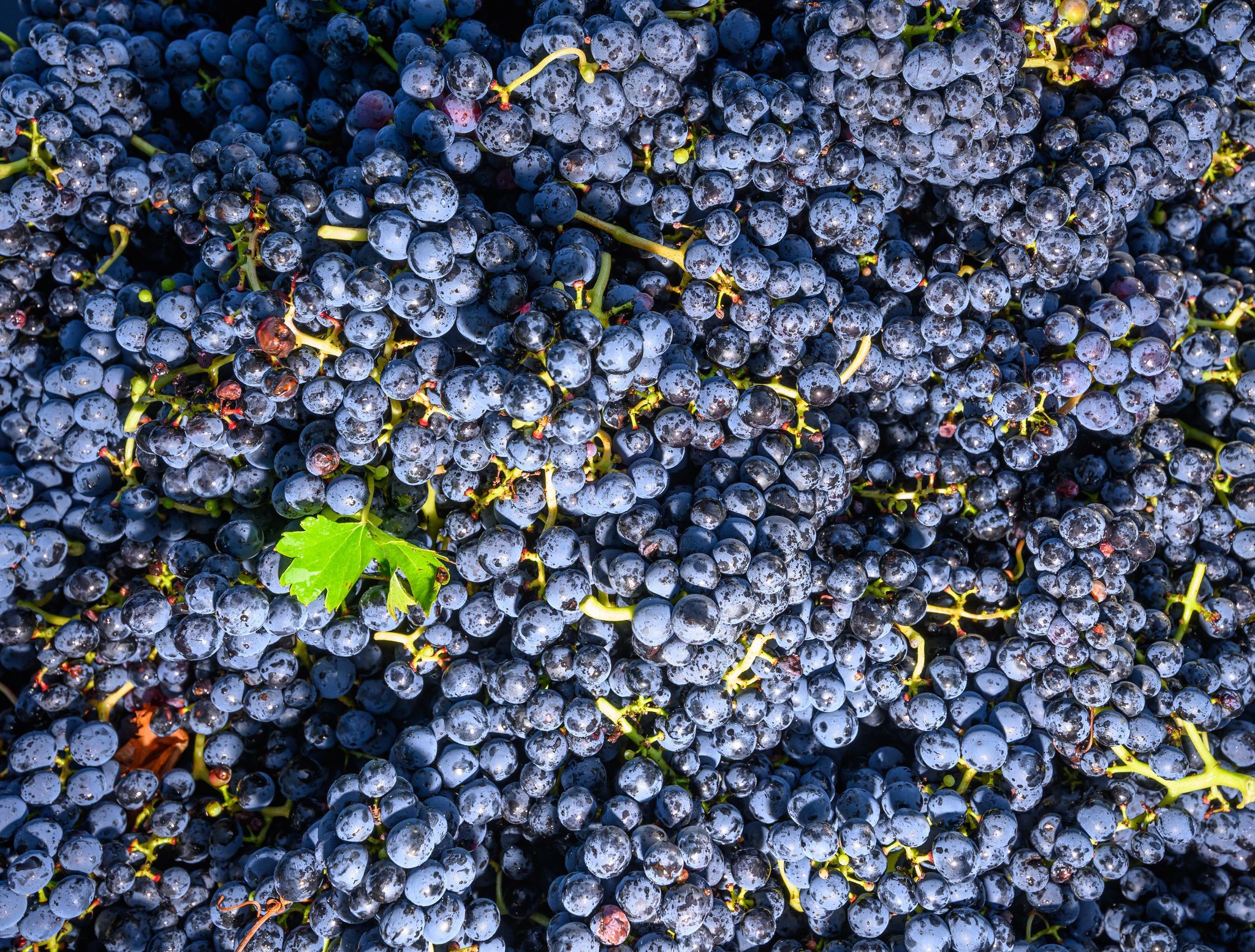 Krisendestillation für Rotwein und Rosé möglich Krisendestillation für Rotwein und Rosé möglich