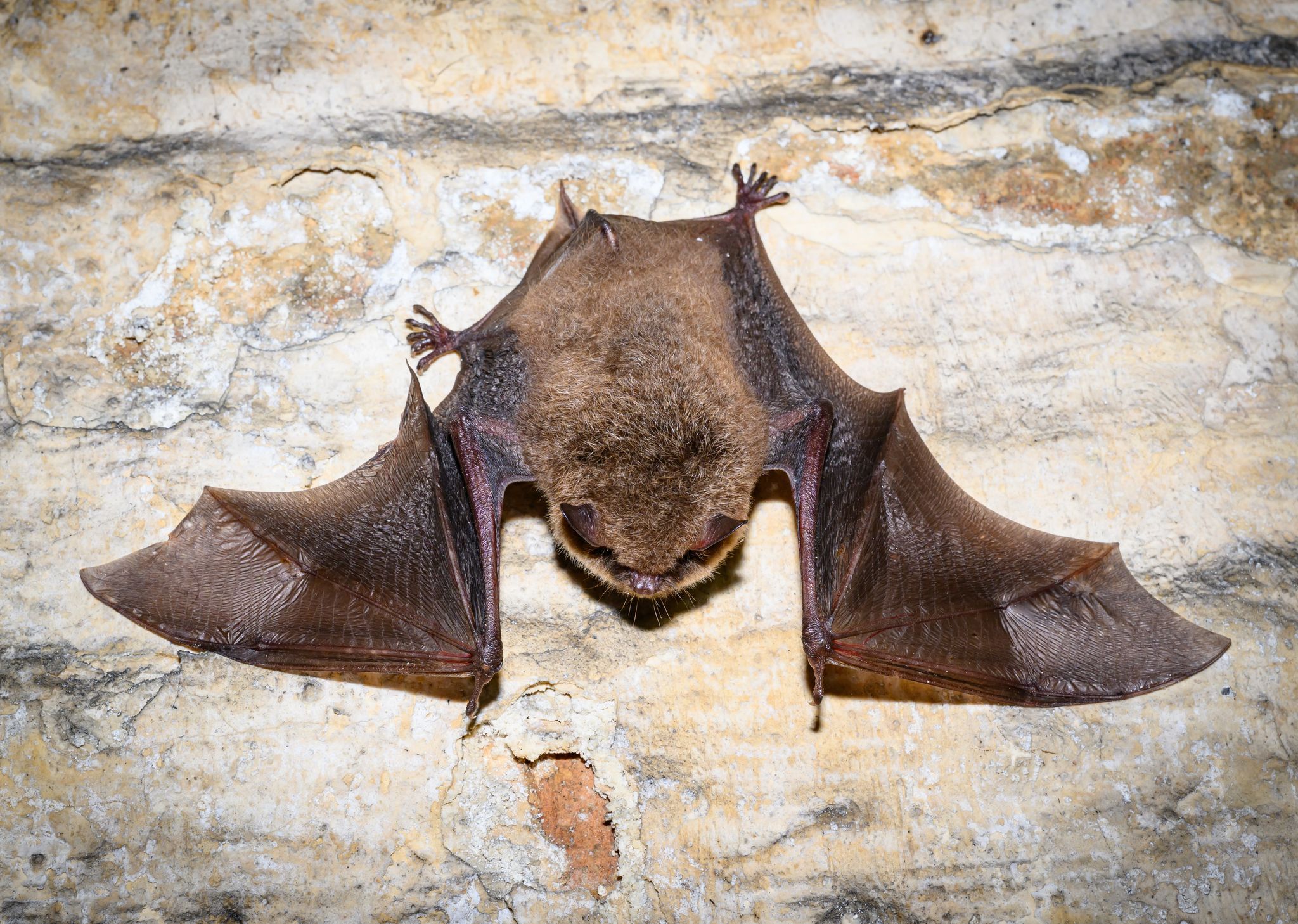 Warum Fledermäuse besonders unter der Hitze leiden Warum Fledermäuse besonders unter der Hitze leiden