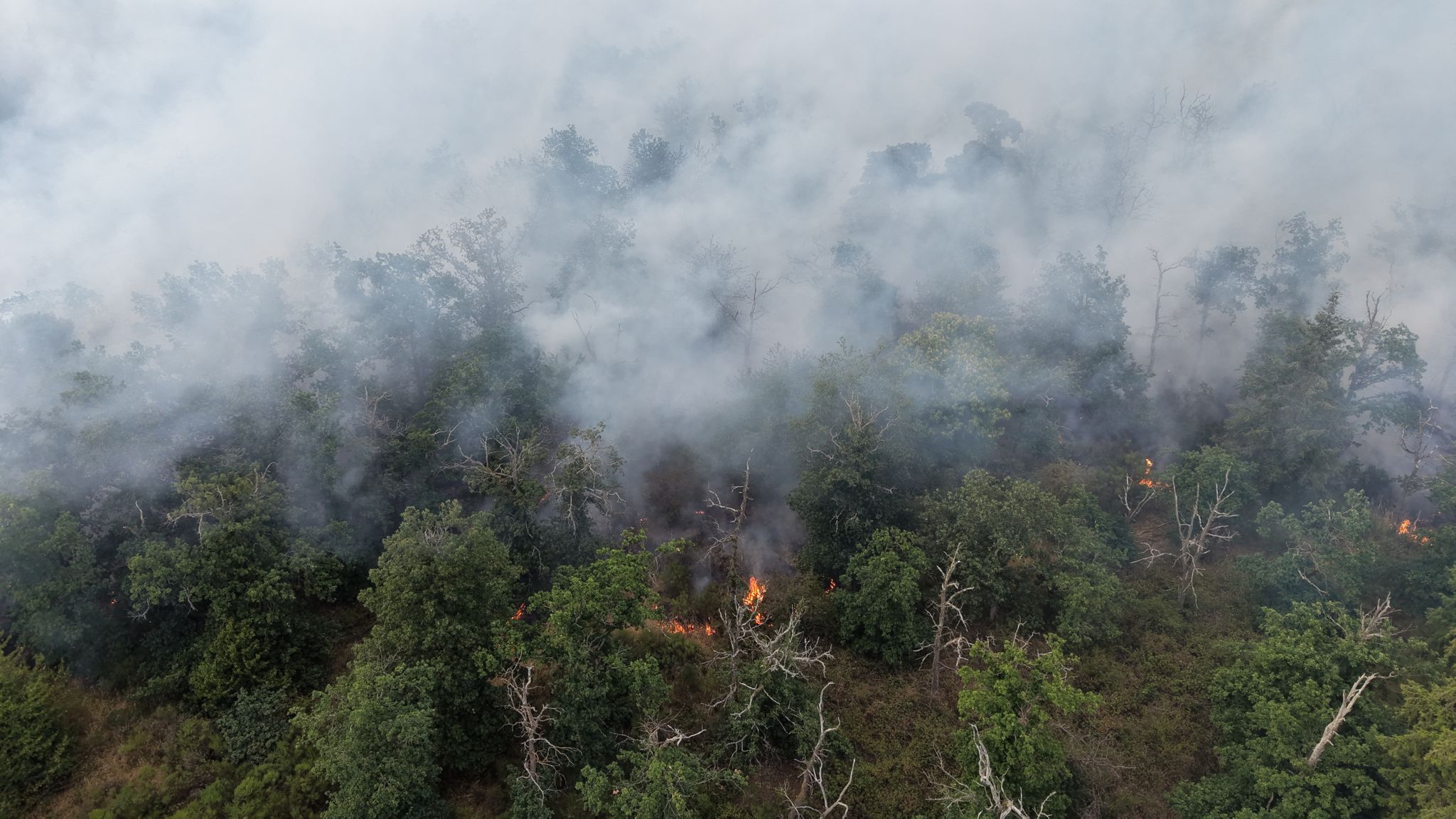 Experte: Jeder Waldbrand ist unterschiedlich