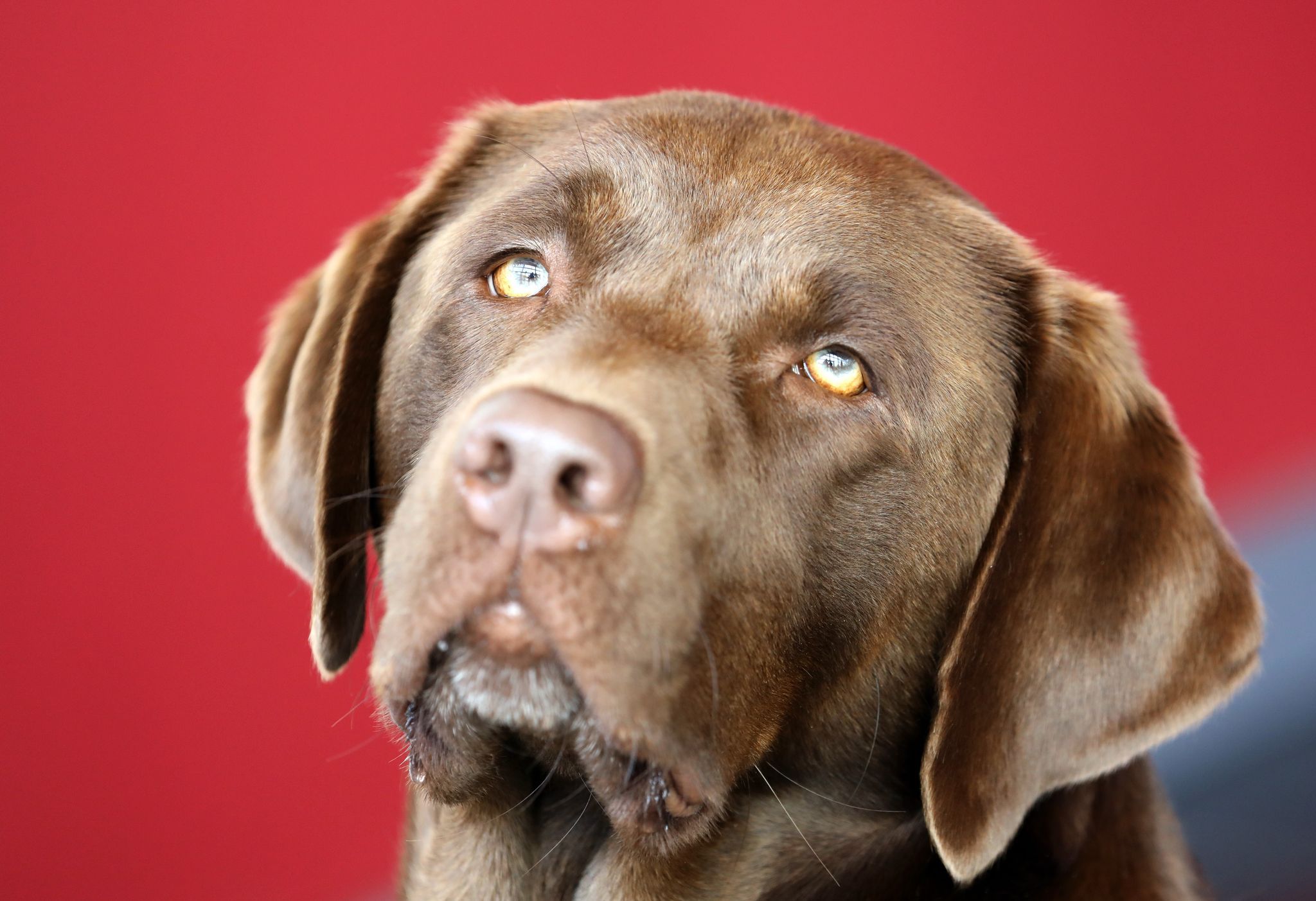 Erschrockener Labrador rennt davon - Polizei wird zum Retter