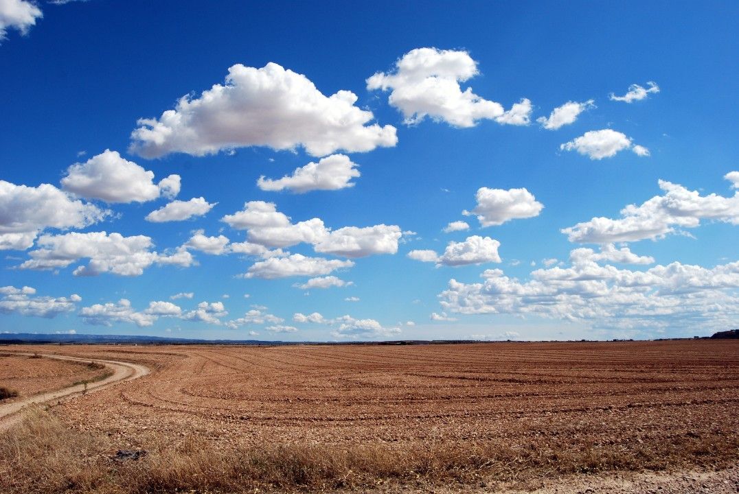 Trockenheit setzt Pfälzer Landwirtschaft unter Druck