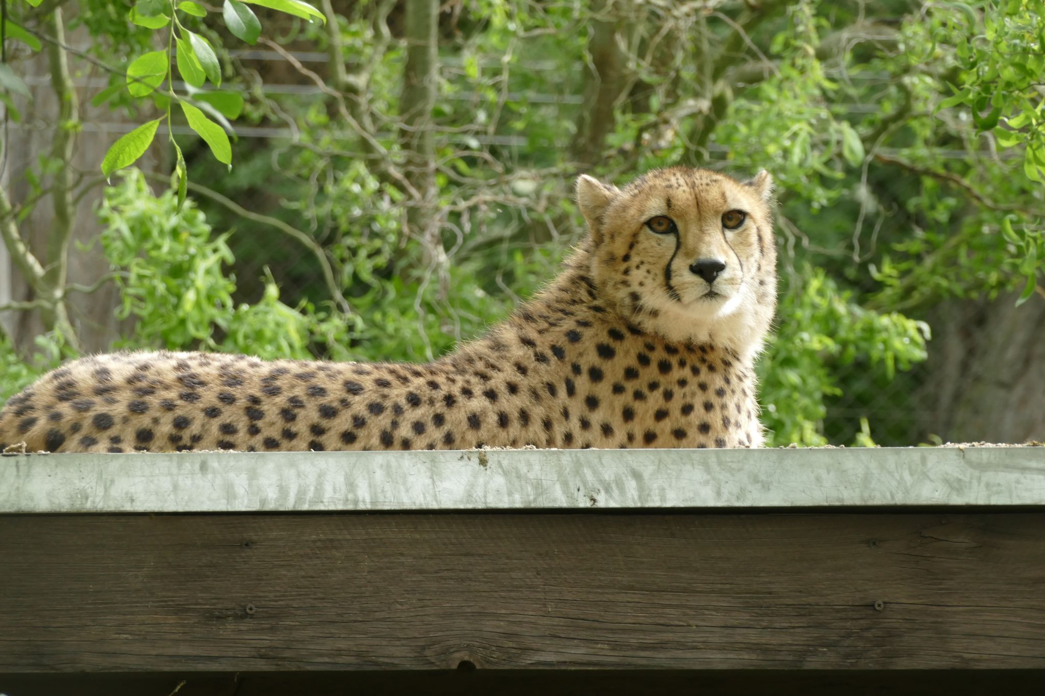 Junges Gepardenweibchen in Zoo Neuwied eingezogen Junges Gepardenweibchen in Zoo Neuwied eingezogen