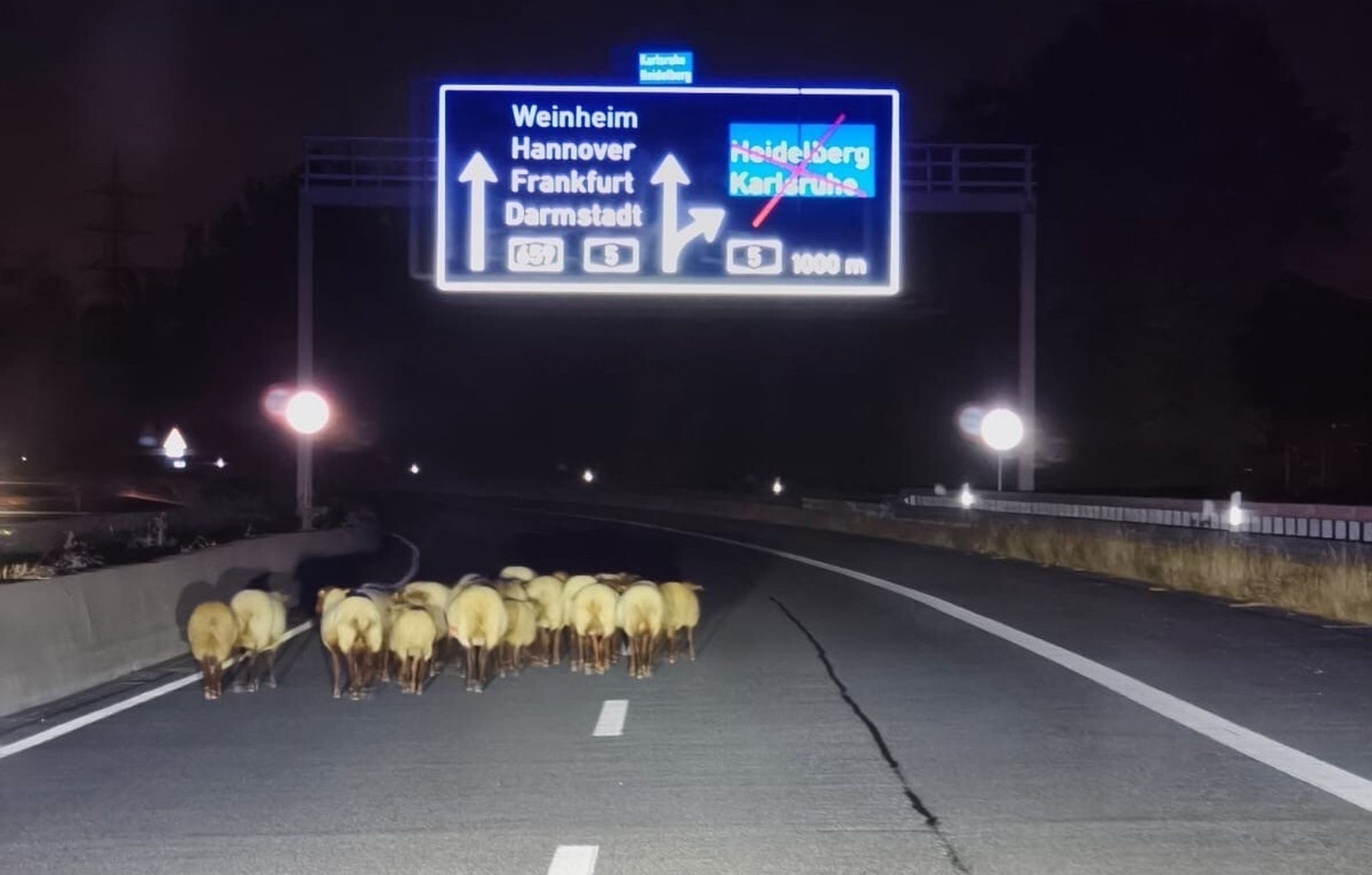 Schafherde auf A659 – Ein Tier getötet