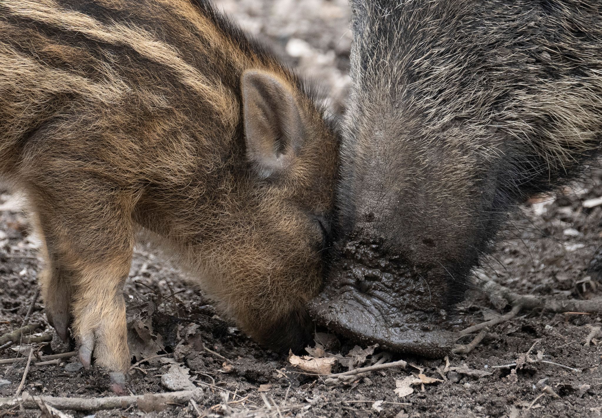 Wildtiere leiden unter Trockenheit - Folgen für die Jagd