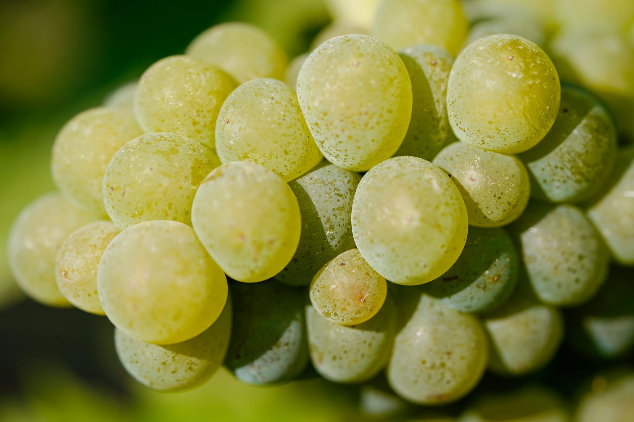 Experte: Klimaerwärmung nutzt dem Wein