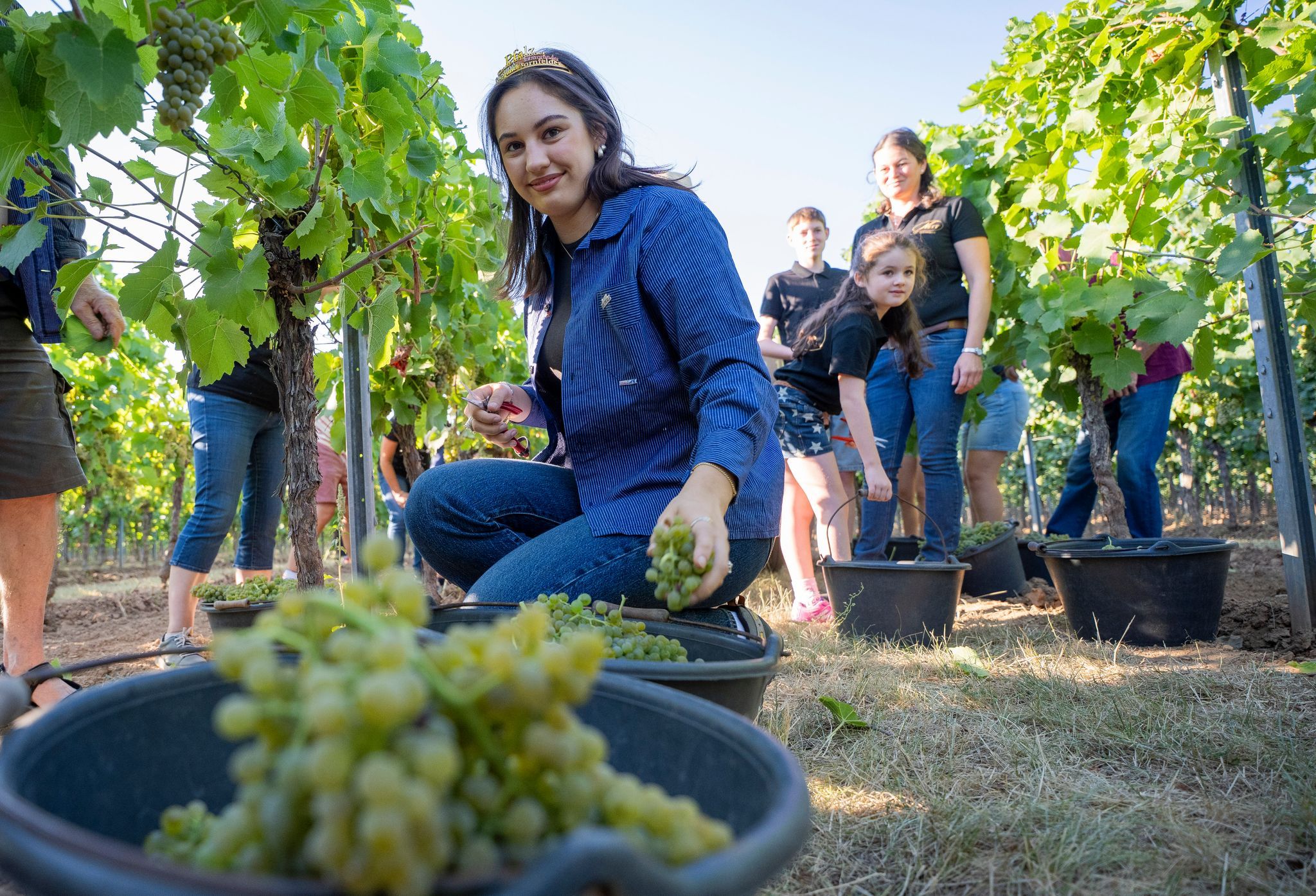 Weinlese hat begonnen – Früher Start in Federweißer-Saison