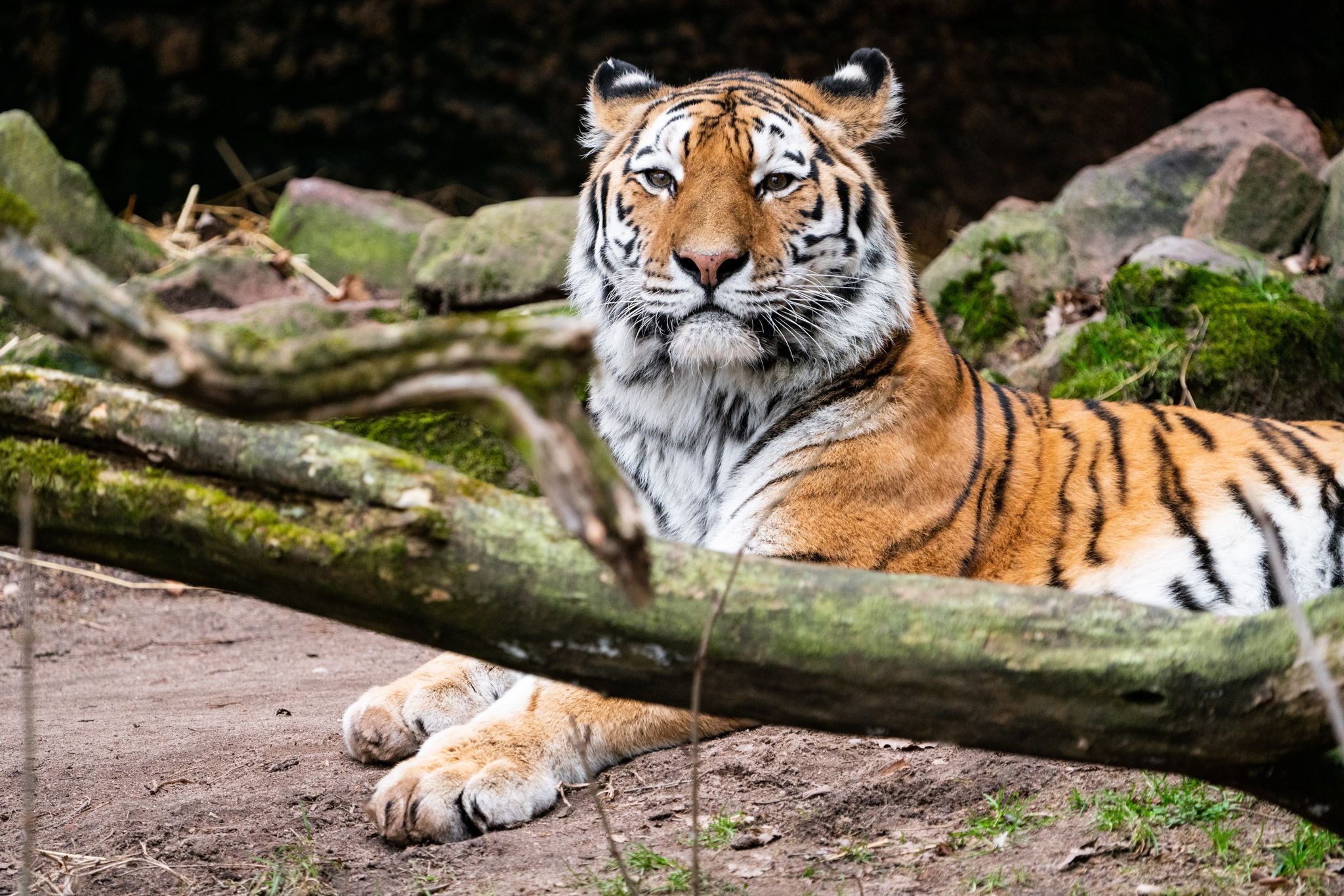 Sibirischer Tiger aus Nürnberg zieht in Landauer Zoo ein