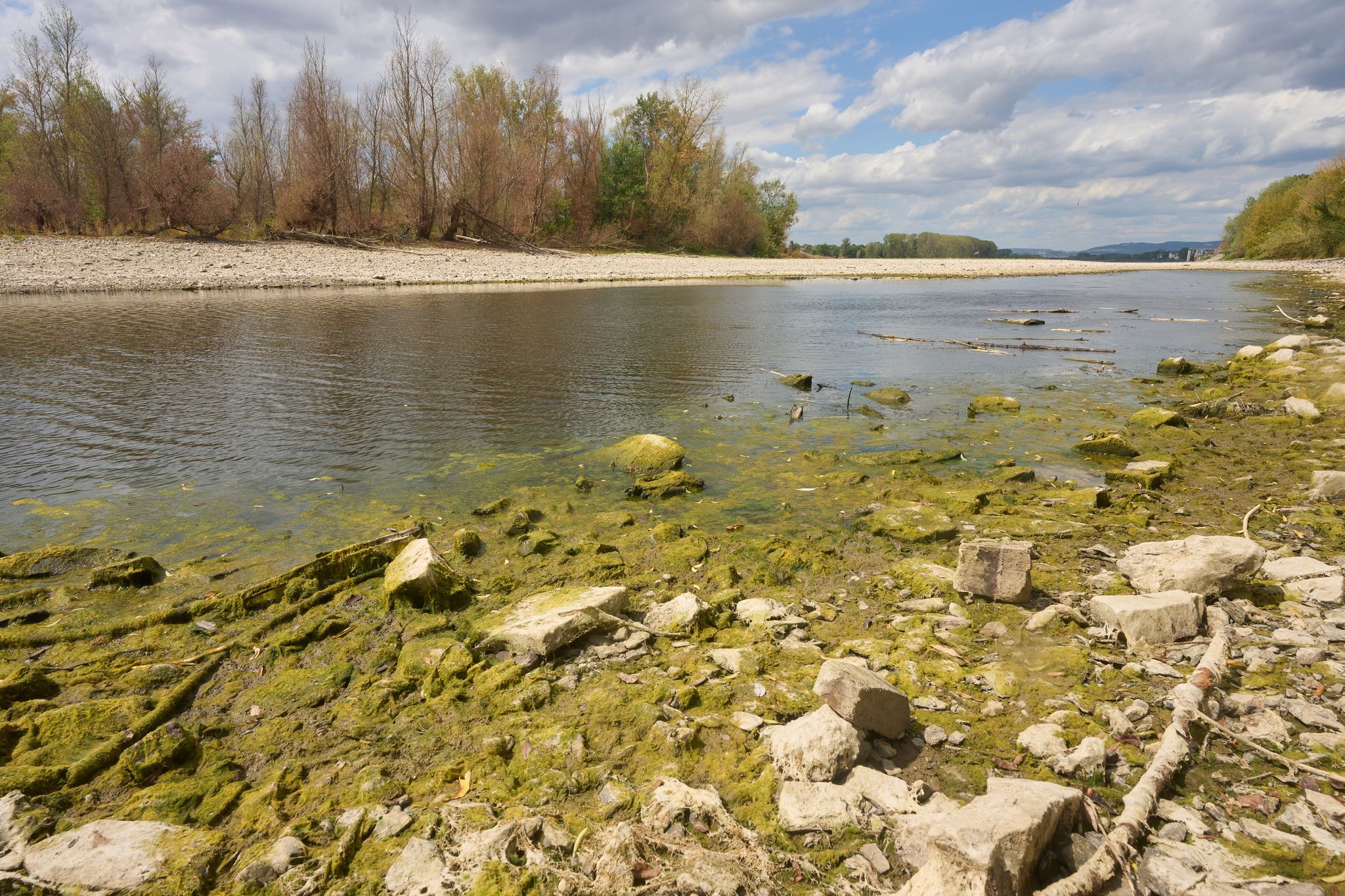 Niedrigwasser bedroht Flussleben in Rheinland-Pfalz