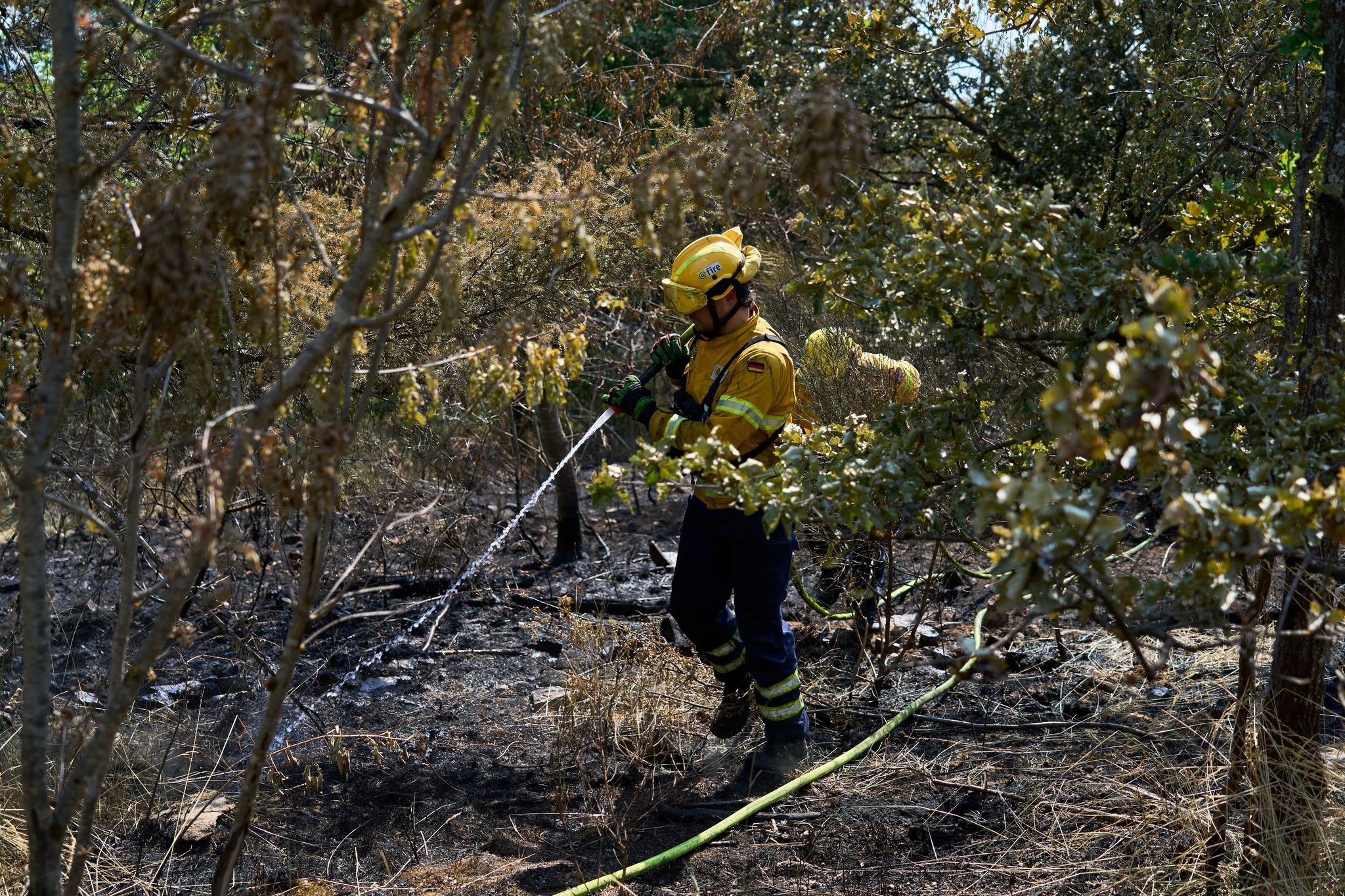 Waldbrände auf über 40 Hektar in Rheinland-Pfalz