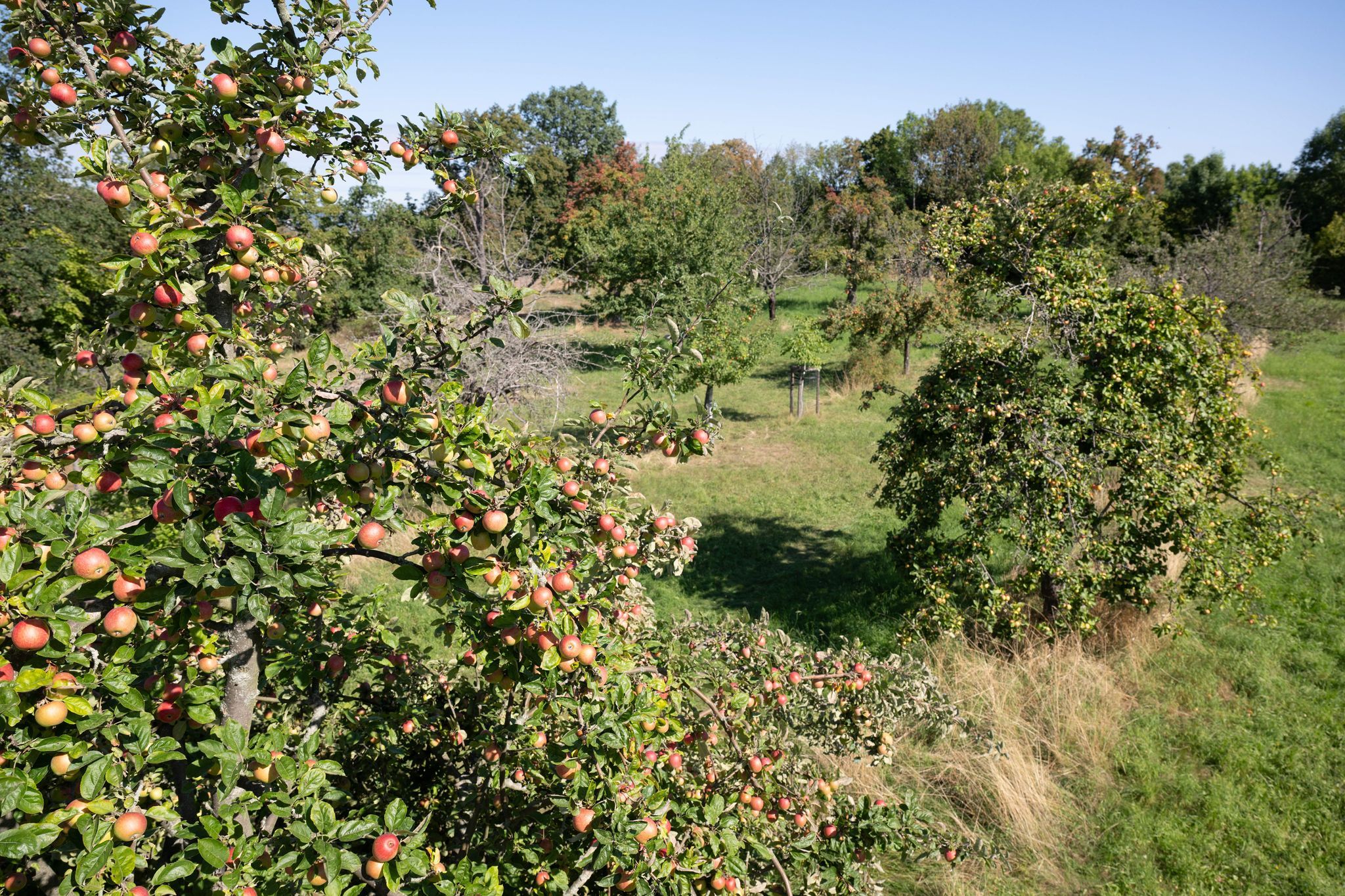 Folgen der Hitze: Obstbauern fürchten geringere Ernteerträge