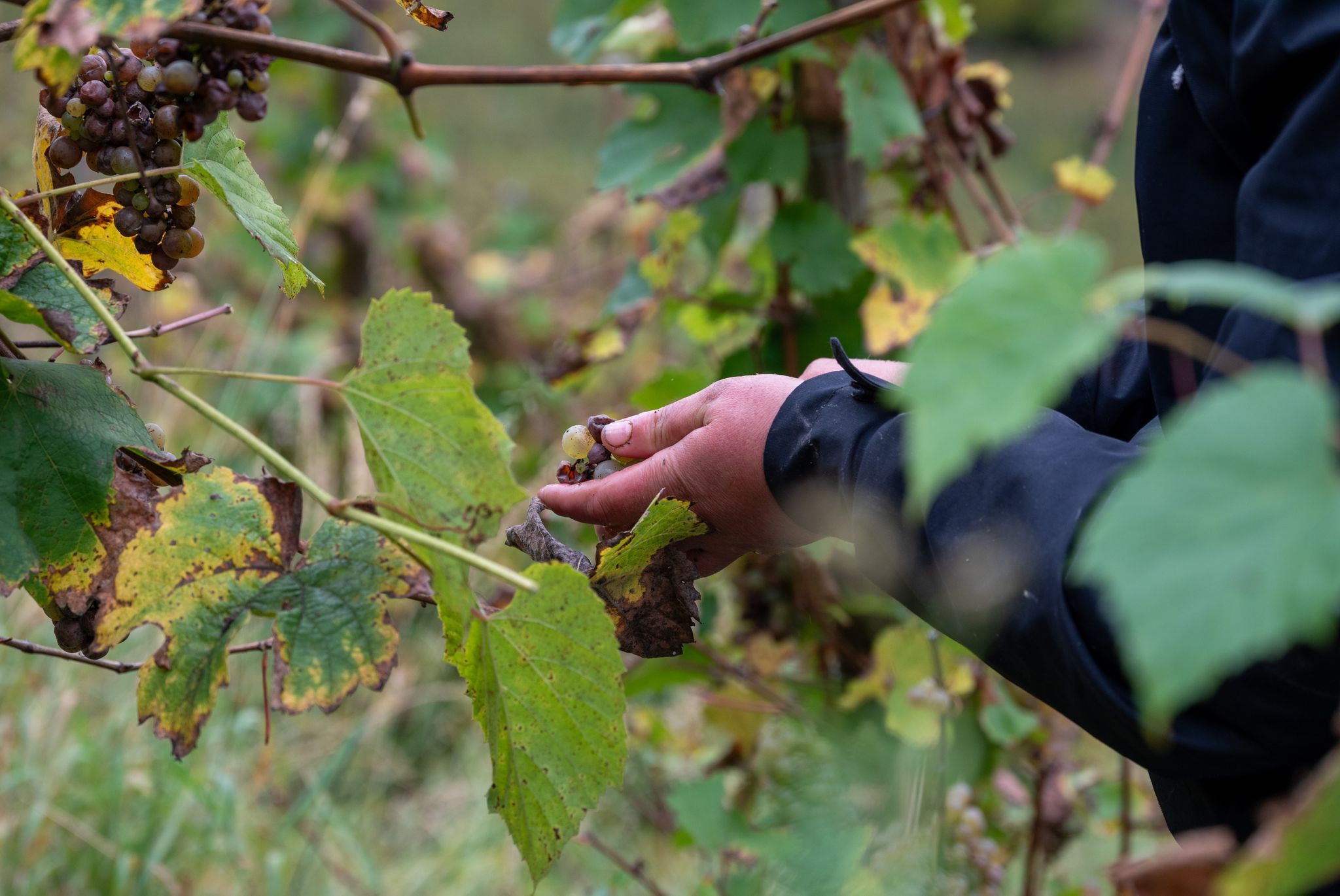 Früher als üblich: Weinlese an der Obermosel startet