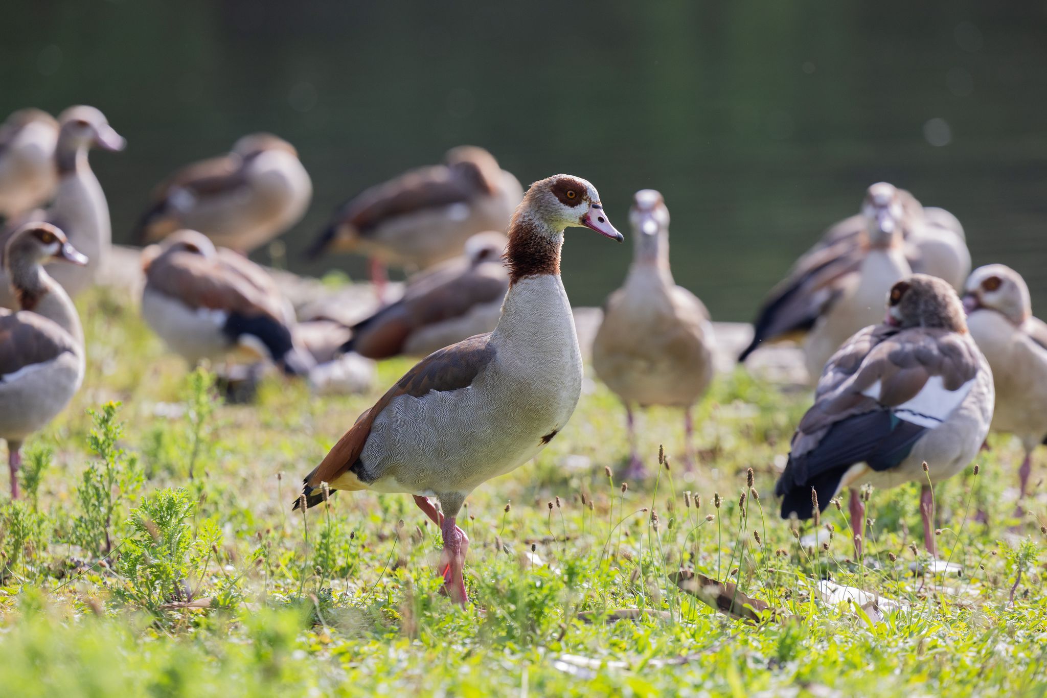 Kot-Krise am Badesee - Wie umgehen mit der «Problem-Gans»?