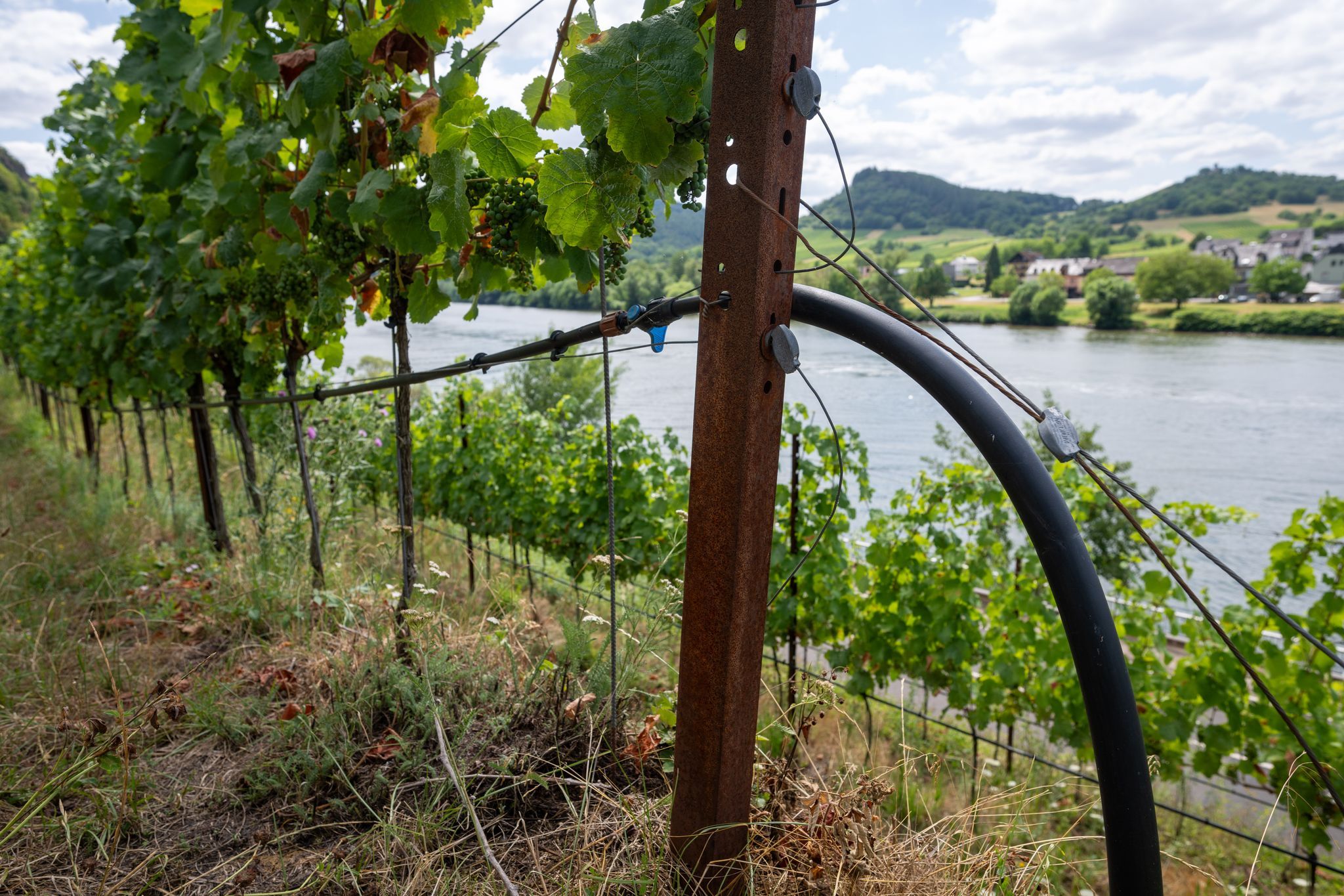 Weinbauverband erwartet «qualitativ hervorragenden Jahrgang»