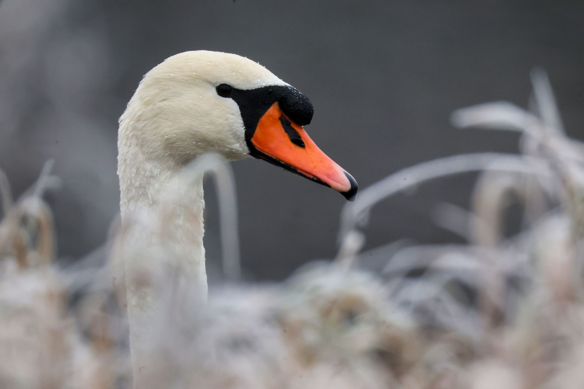 Schwan hat Angelhaken im Schnabel - Rettungsaktion