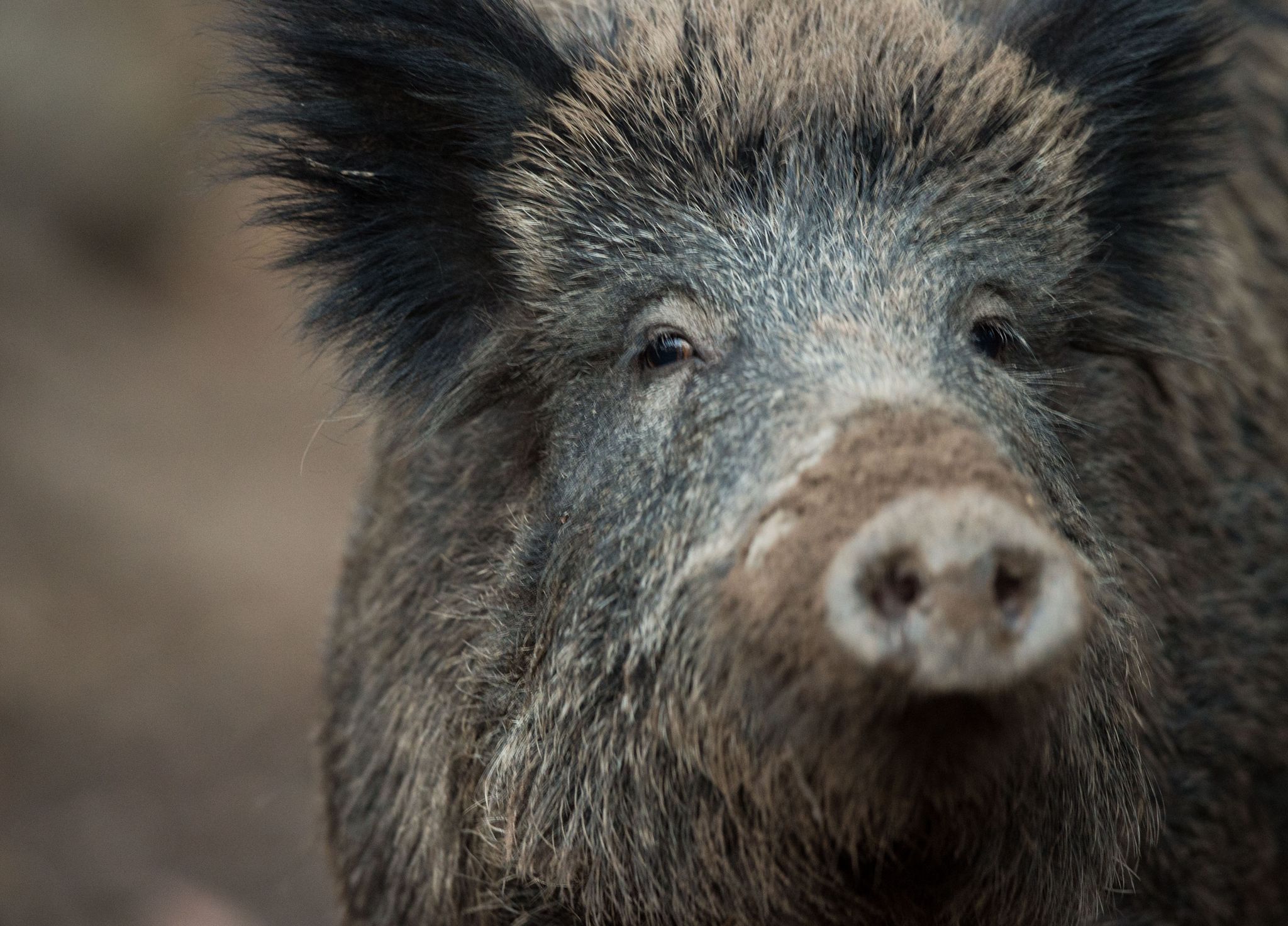 Ungebetene Gäste - Wildschweine verwüsten Grabstätten Ungebetene Gäste - Wildschweine verwüsten Grabstätten