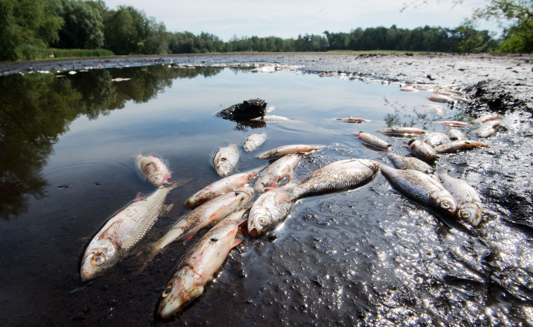 Warum das Niedrigwasser Fische in Lebensgefahr bringt