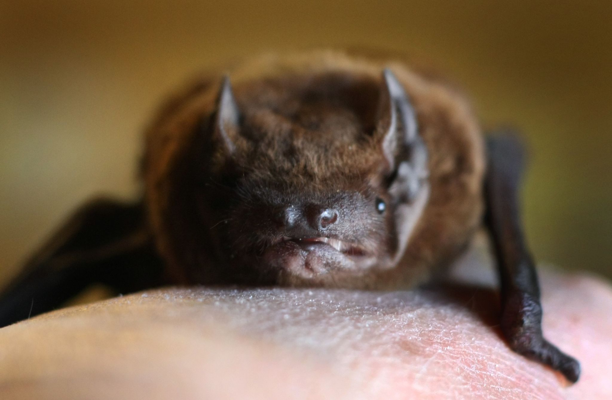 Tollwut bei Fledermaus nachgewiesen