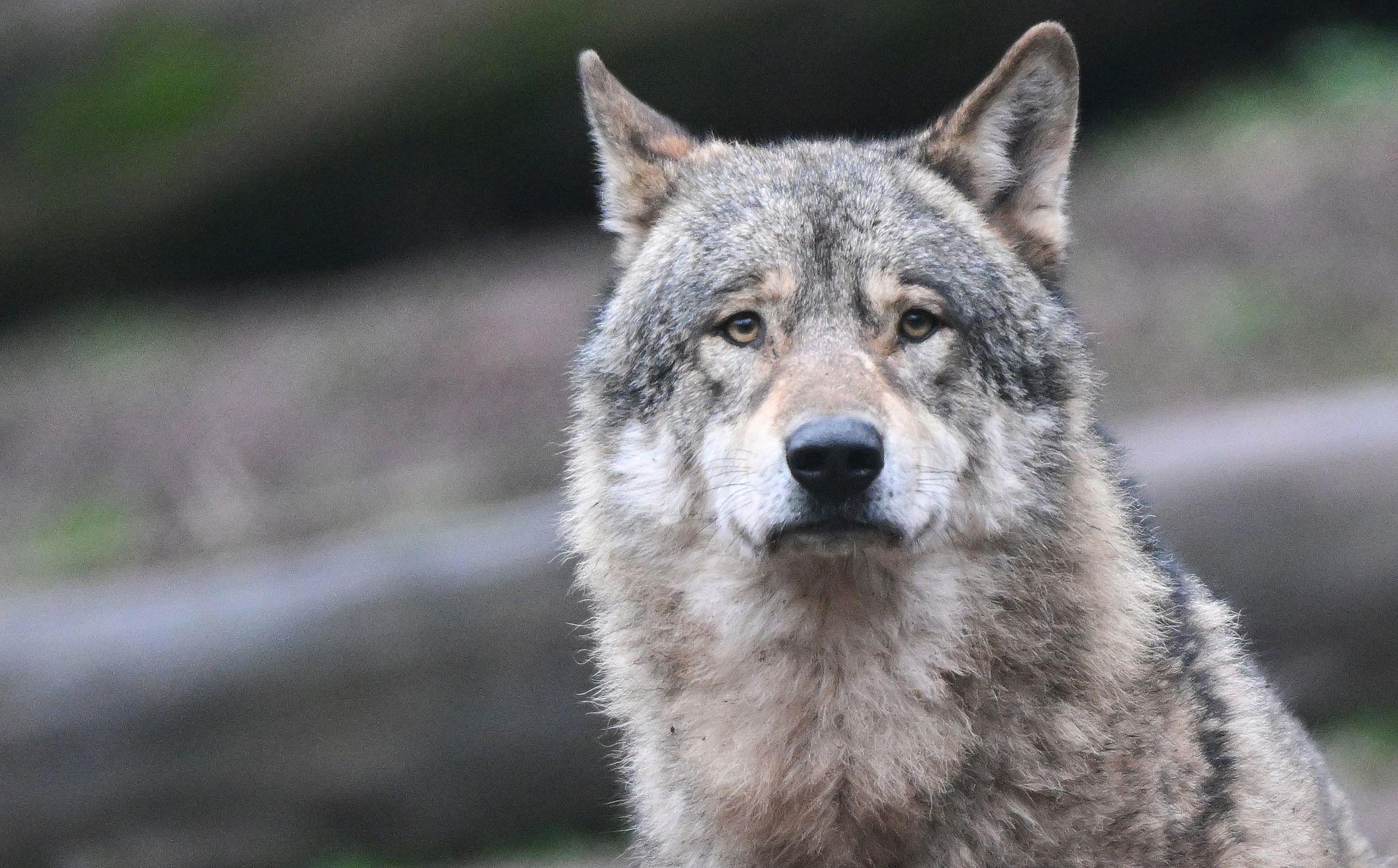 Abschussgenehmigung für Wolf gestoppt – Gericht prüft weiter Abschussgenehmigung für Wolf gestoppt – Gericht prüft weiter
