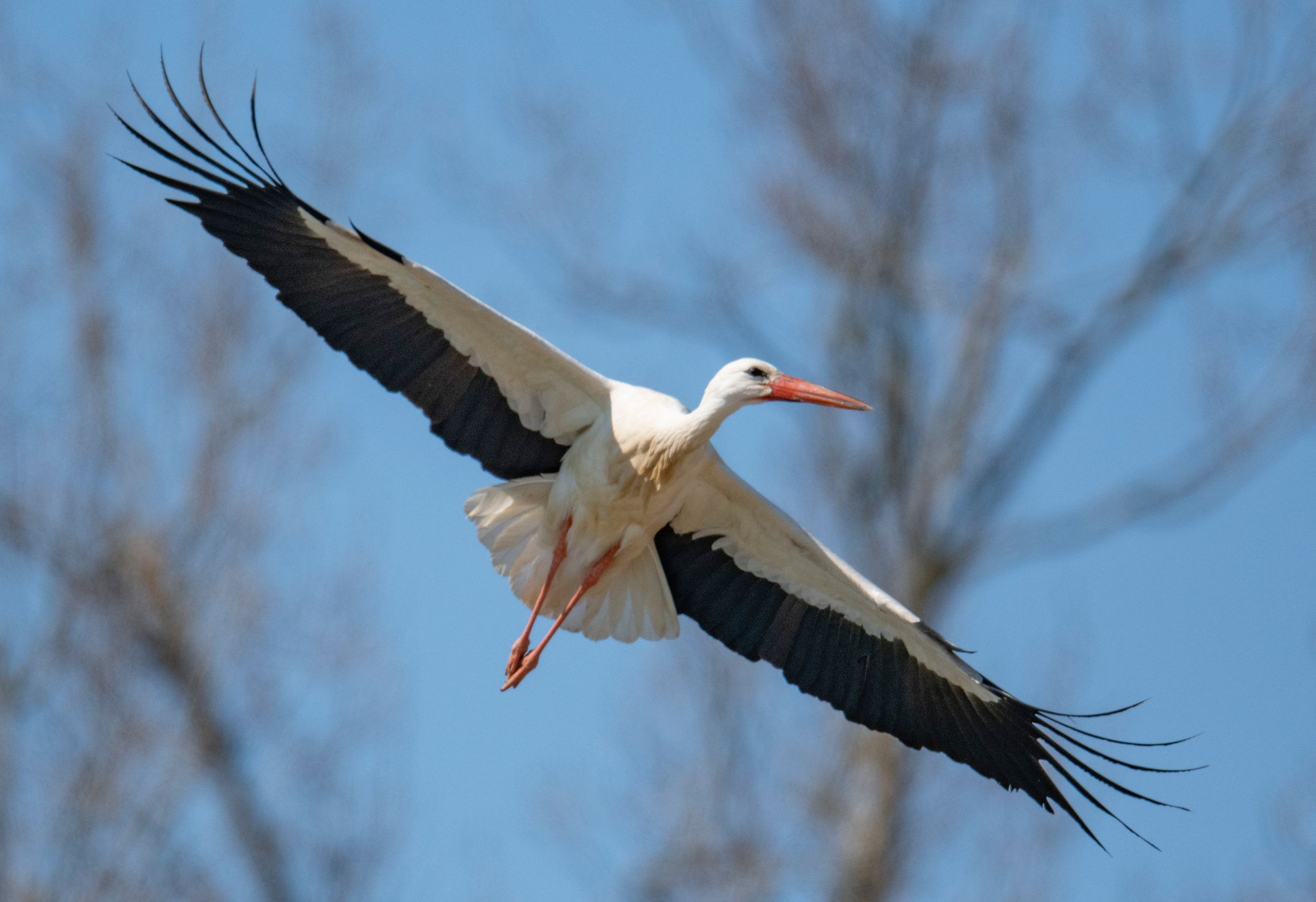 Sorge um Pfälzer Storch «Rocky»