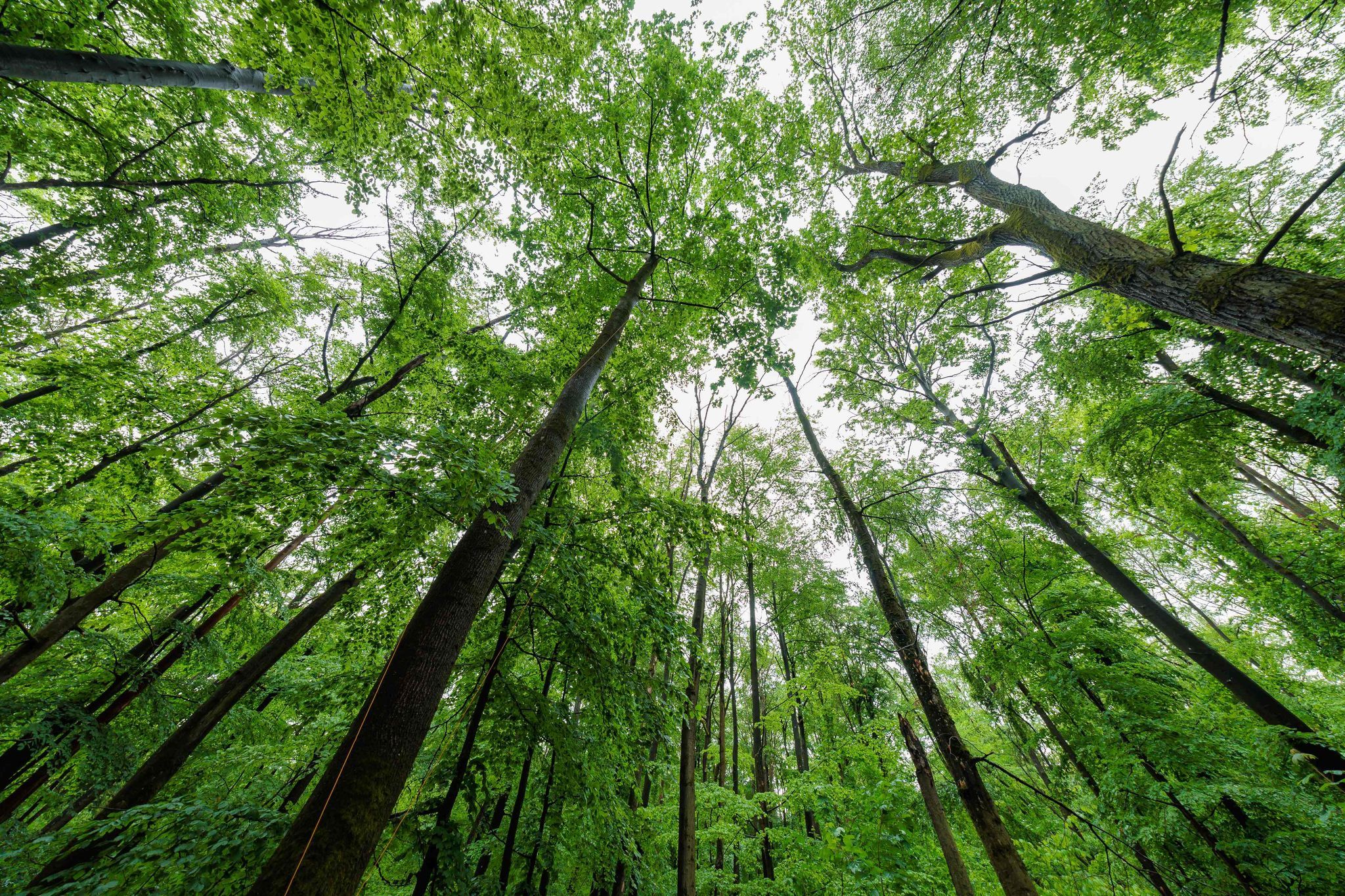 Rheinland-Pfalz Spitzenreiter beim Anteil der Waldfläche