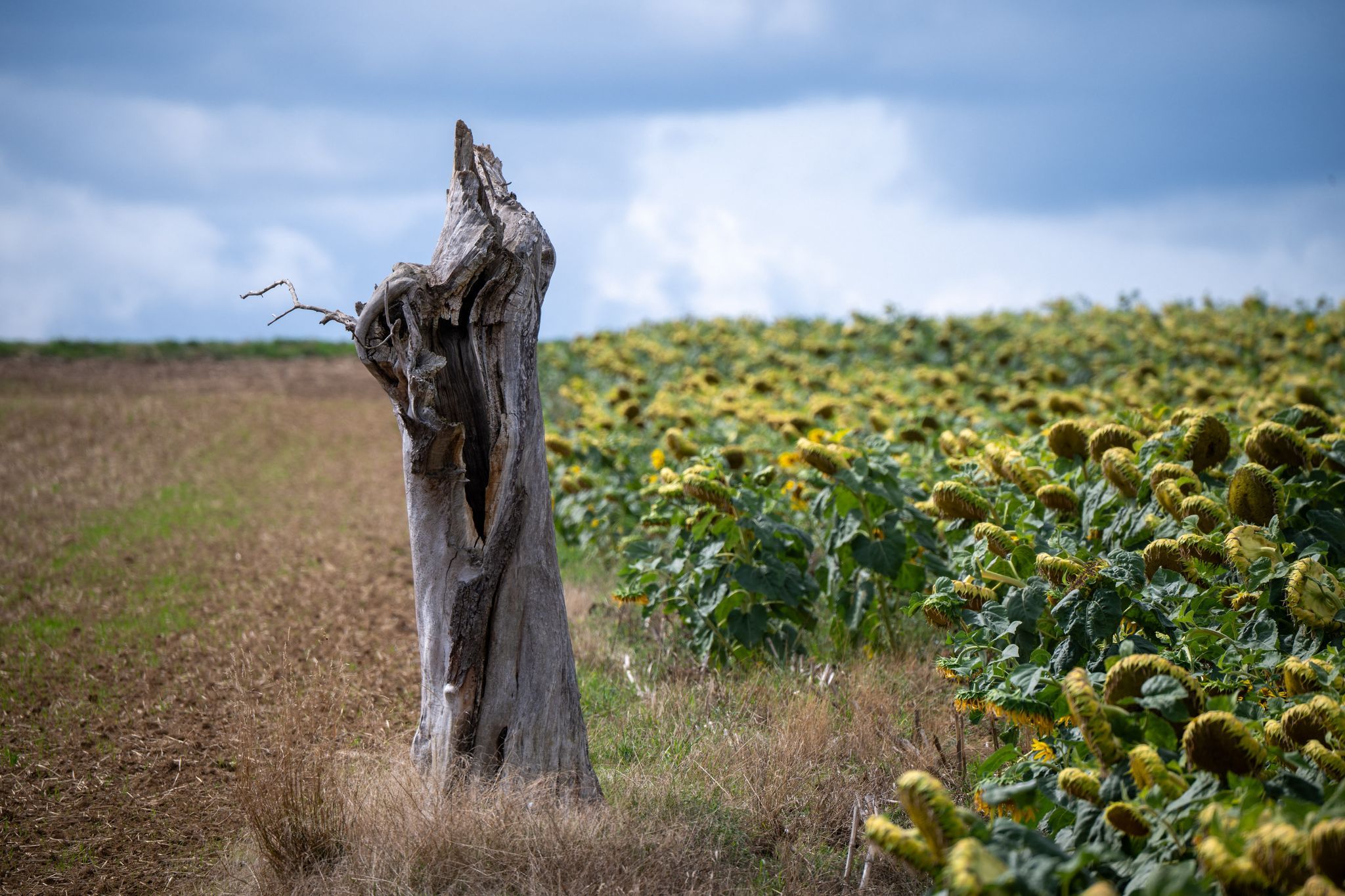 Rheinland-Pfalz und Saarland: 26 Grad und sonniges Wetter