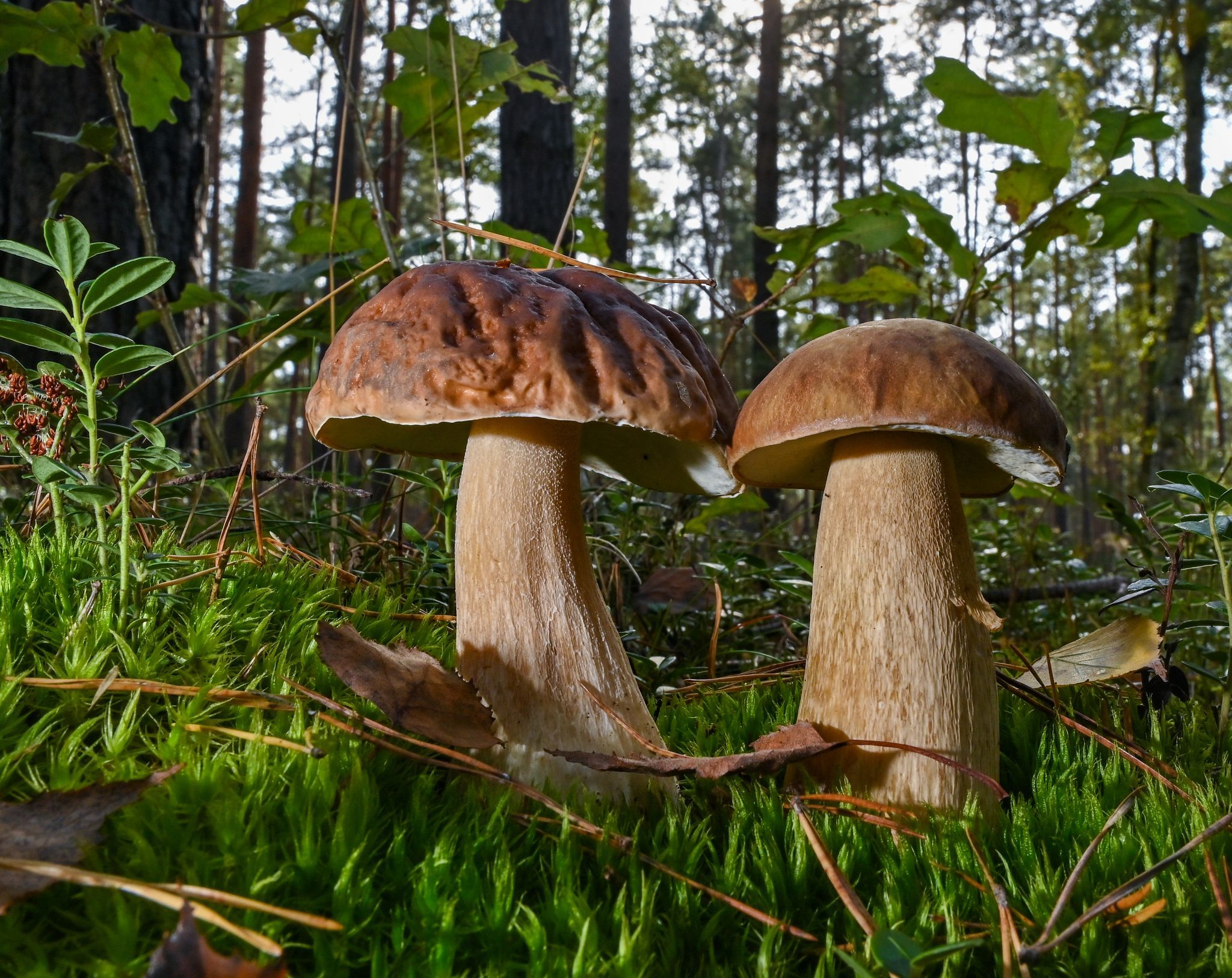 Essbare Wildpilze - kein Risiko durch Cäsium-137