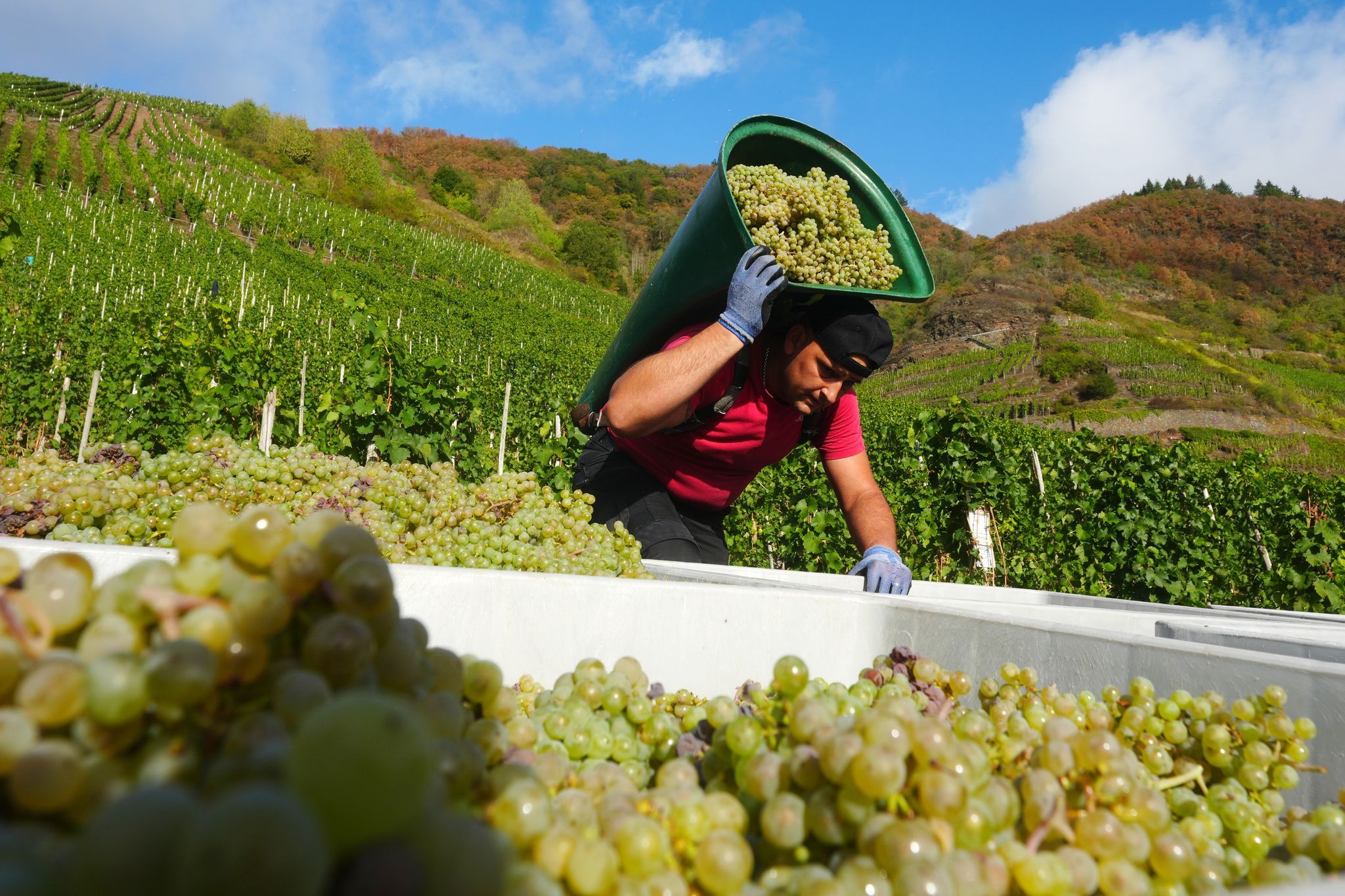 Letzte Züge der Riesling-Ernte in Rheinland-Pfalz Letzte Züge der Riesling-Ernte in Rheinland-Pfalz