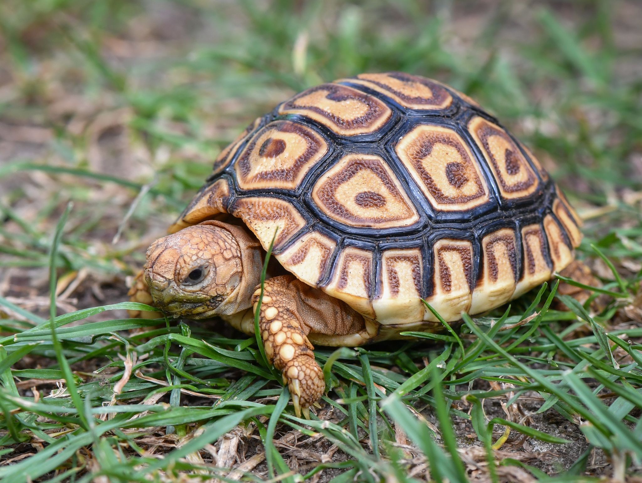 Woher kommen die Schildkröten? - Speyer auf Spurensuche Woher kommen die Schildkröten? - Speyer auf Spurensuche