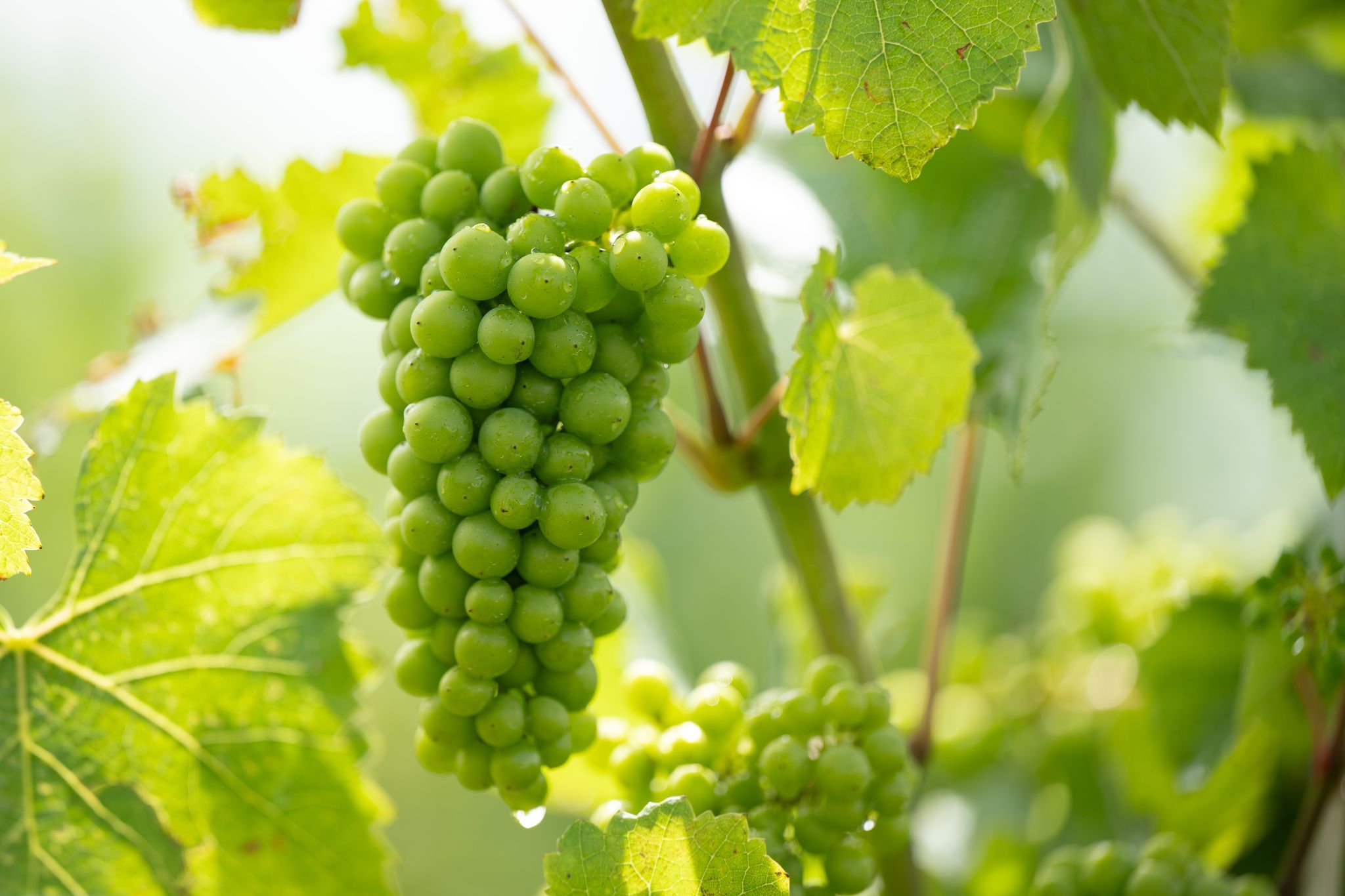 Weniger Wein, aber Top-Qualität - Ernte so früh wie nie