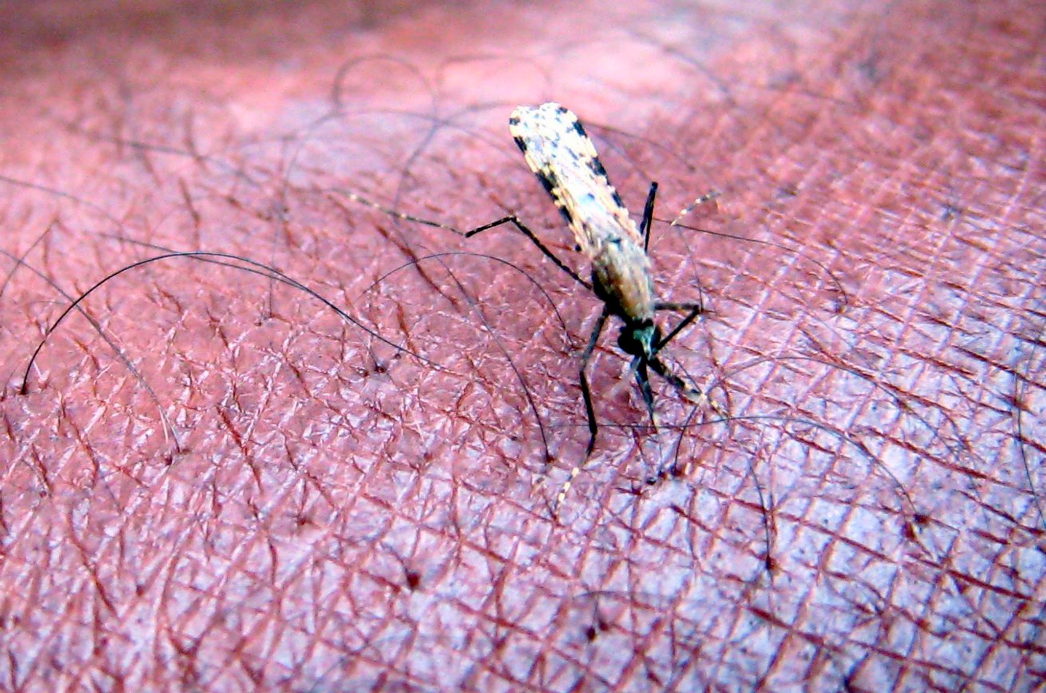 Wie behandelt man Malaria?