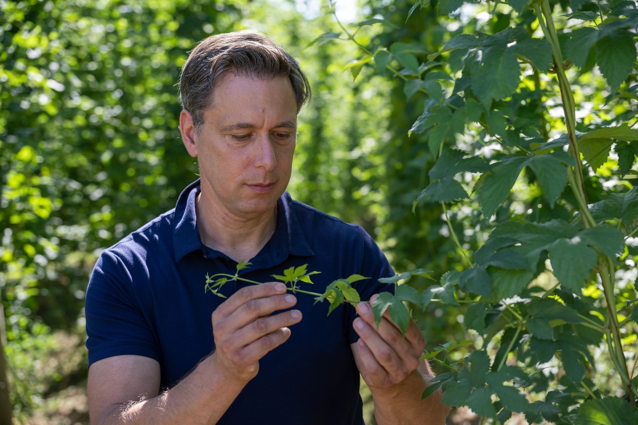 Hopfen hat bei Hitze gelitten - Geringere Ernte erwartet
