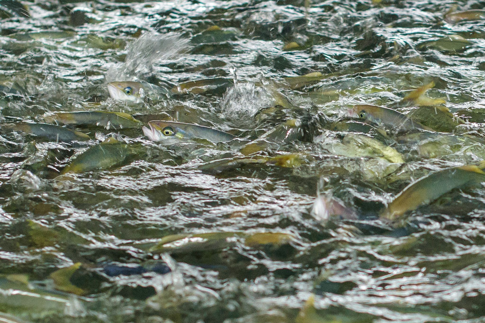 Endgültiges Aus für Völklinger Fischzuchtanlage