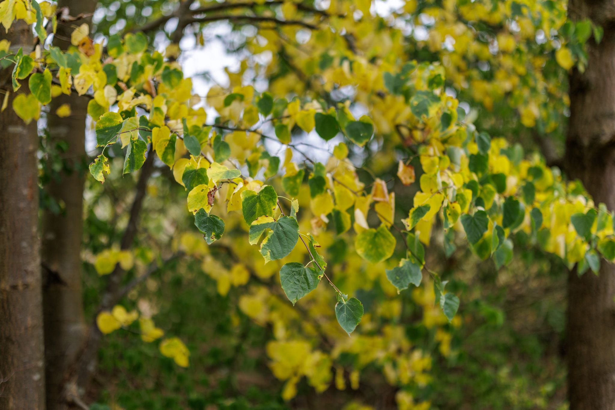 Nach Dürre-Sommer werden Schäden im Wald sichtbar Nach Dürre-Sommer werden Schäden im Wald sichtbar