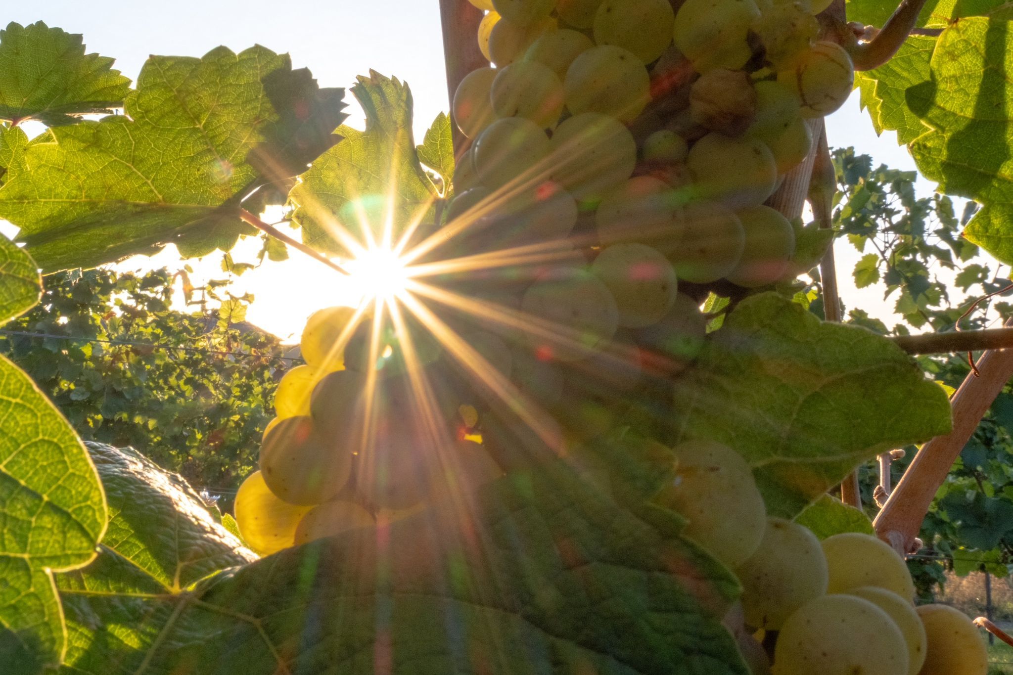 Bis zu 30 Grad: Sommerliches September-Ende erwartet