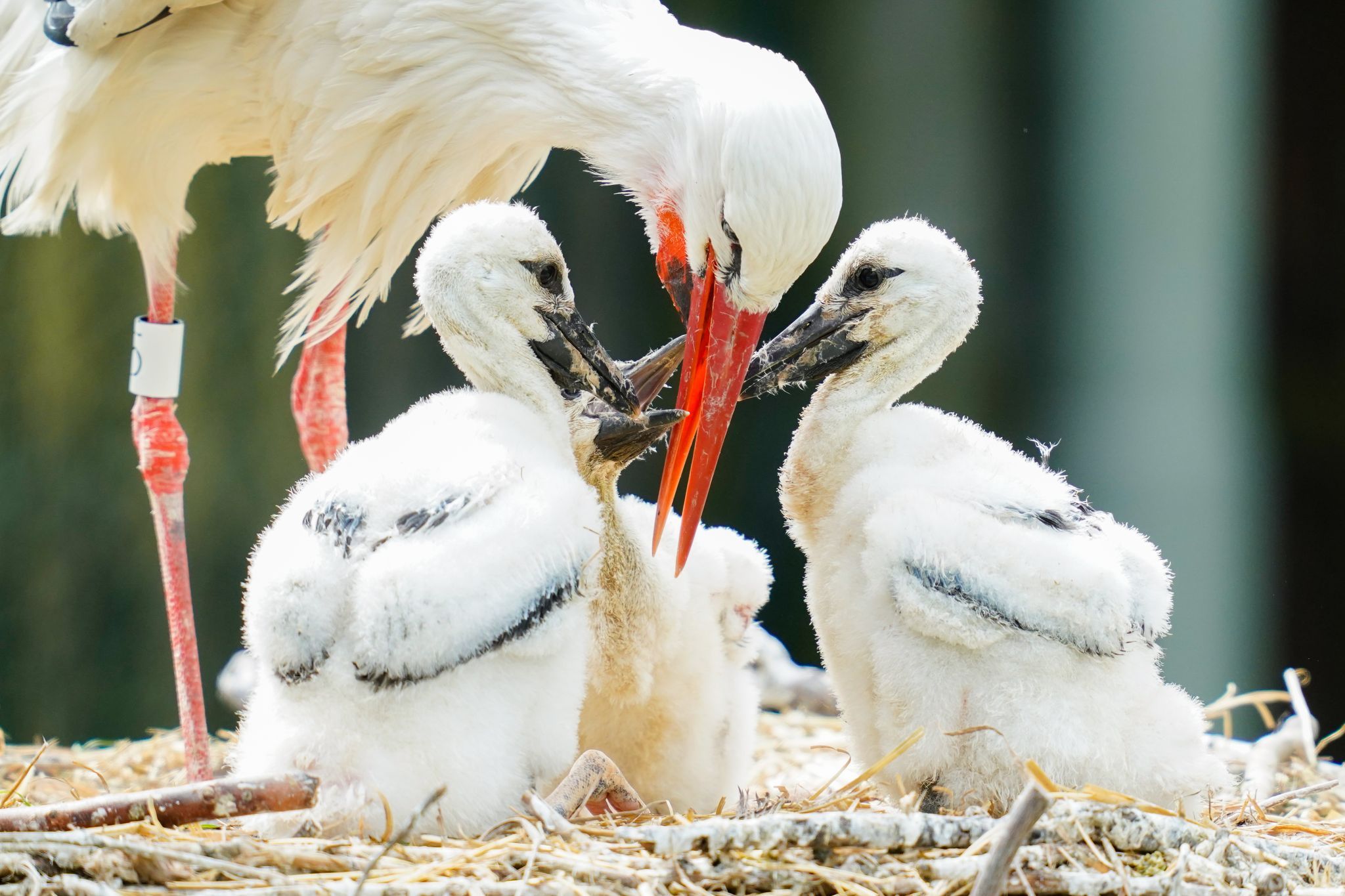 Was der Storch über unsere Landschaft erzählt