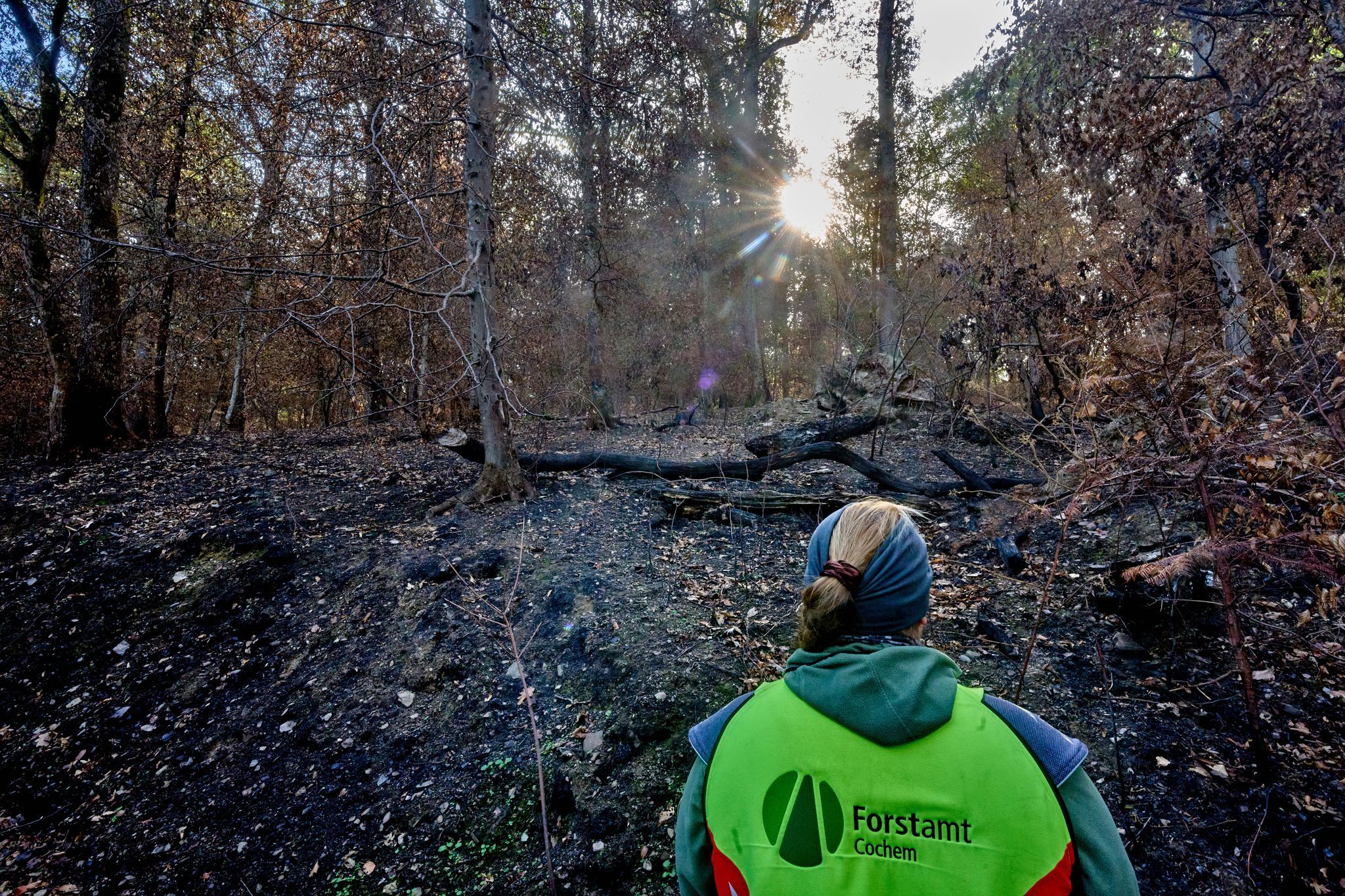 Nach den Flammen: Wie erholen sich unsere Wälder?