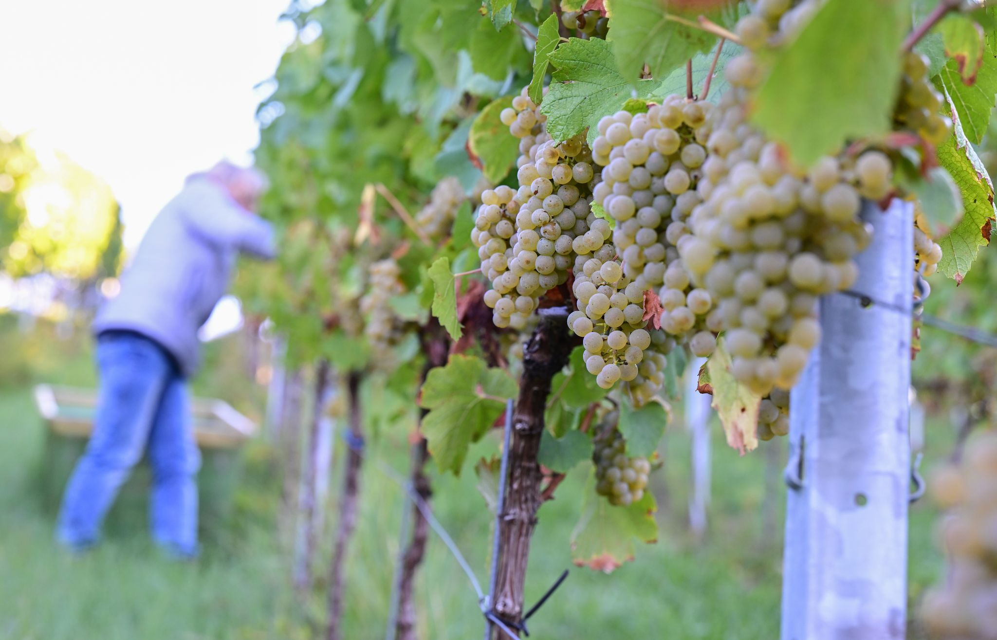Doch etwas größere Weinernte als befürchtet Doch etwas größere Weinernte als befürchtet