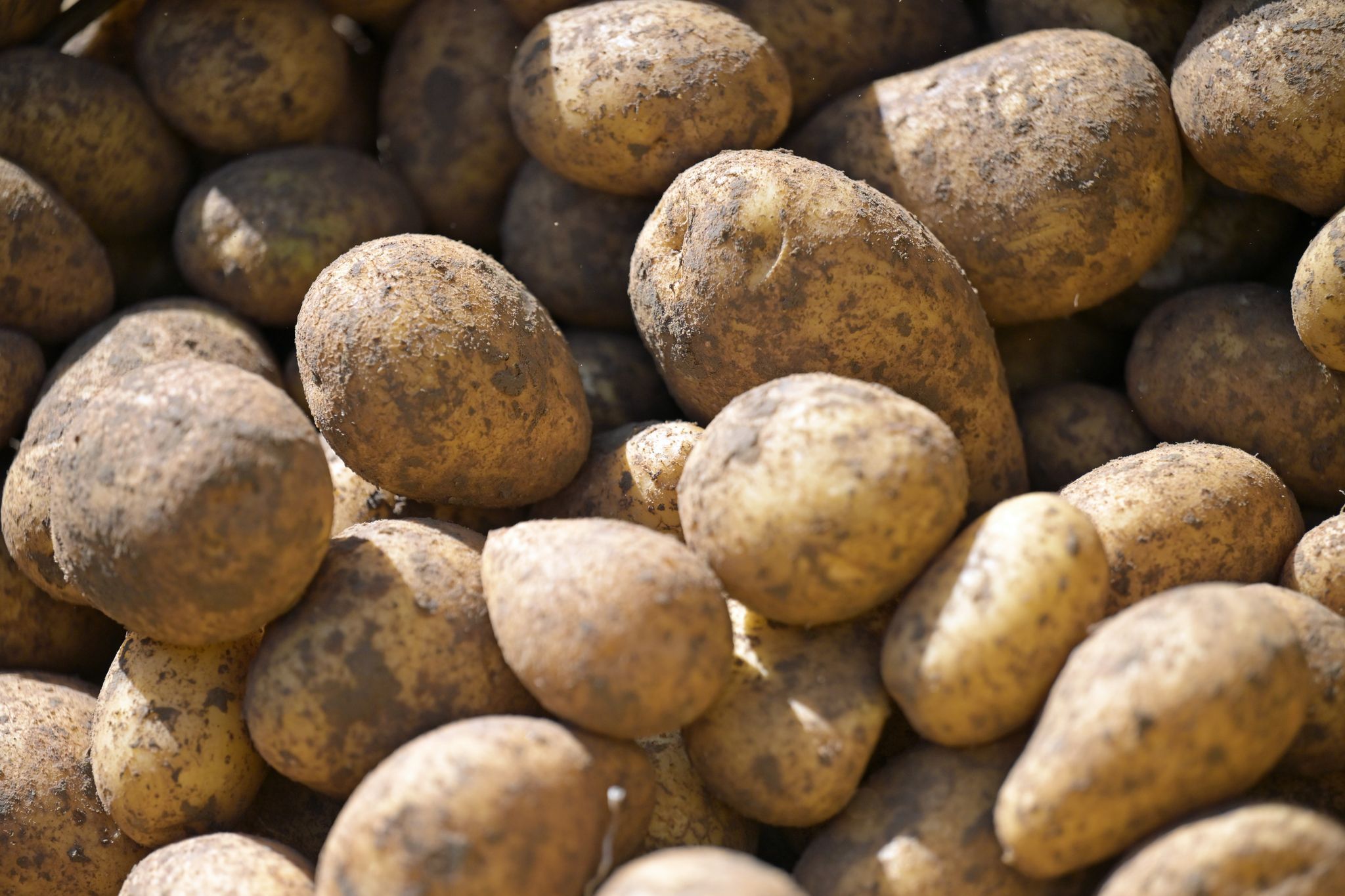 Was den Kartoffelanbau unter Druck setzt Was den Kartoffelanbau unter Druck setzt