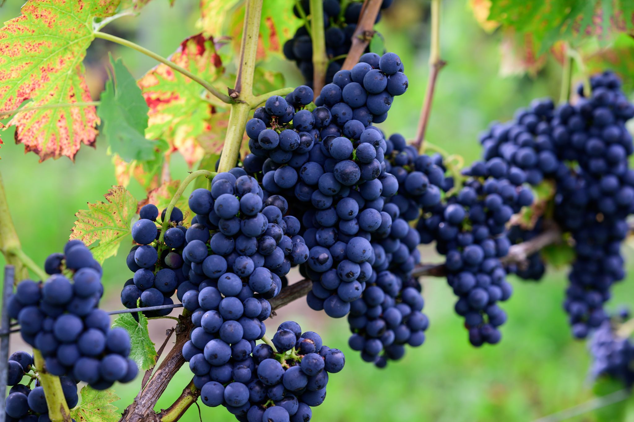 Weinernte unter dem Durchschnitt