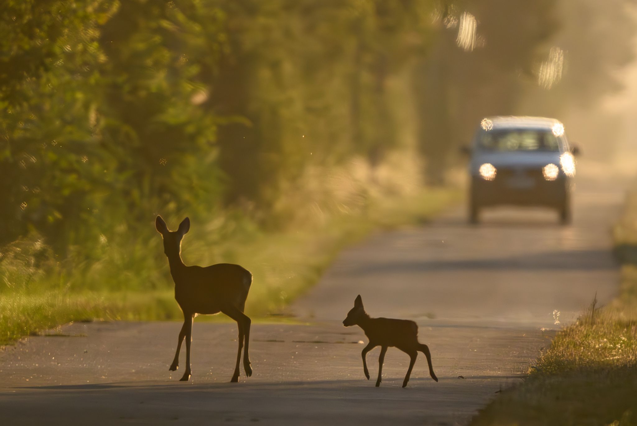 Wildwechsel: Worauf in der dunklen Jahreszeit zu achten ist