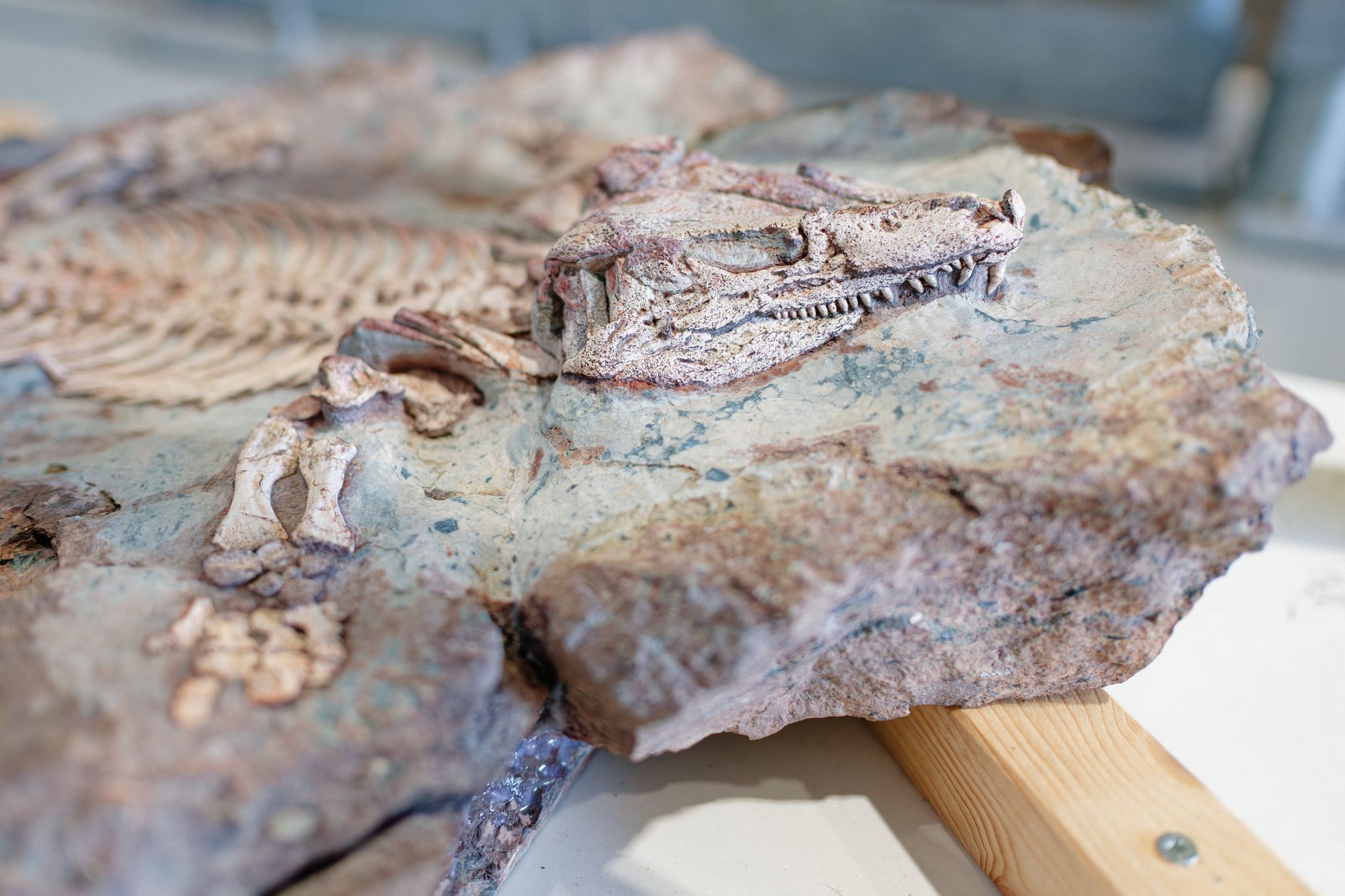 Spurensuche im Gestein - Forscher analysieren Fossilien
