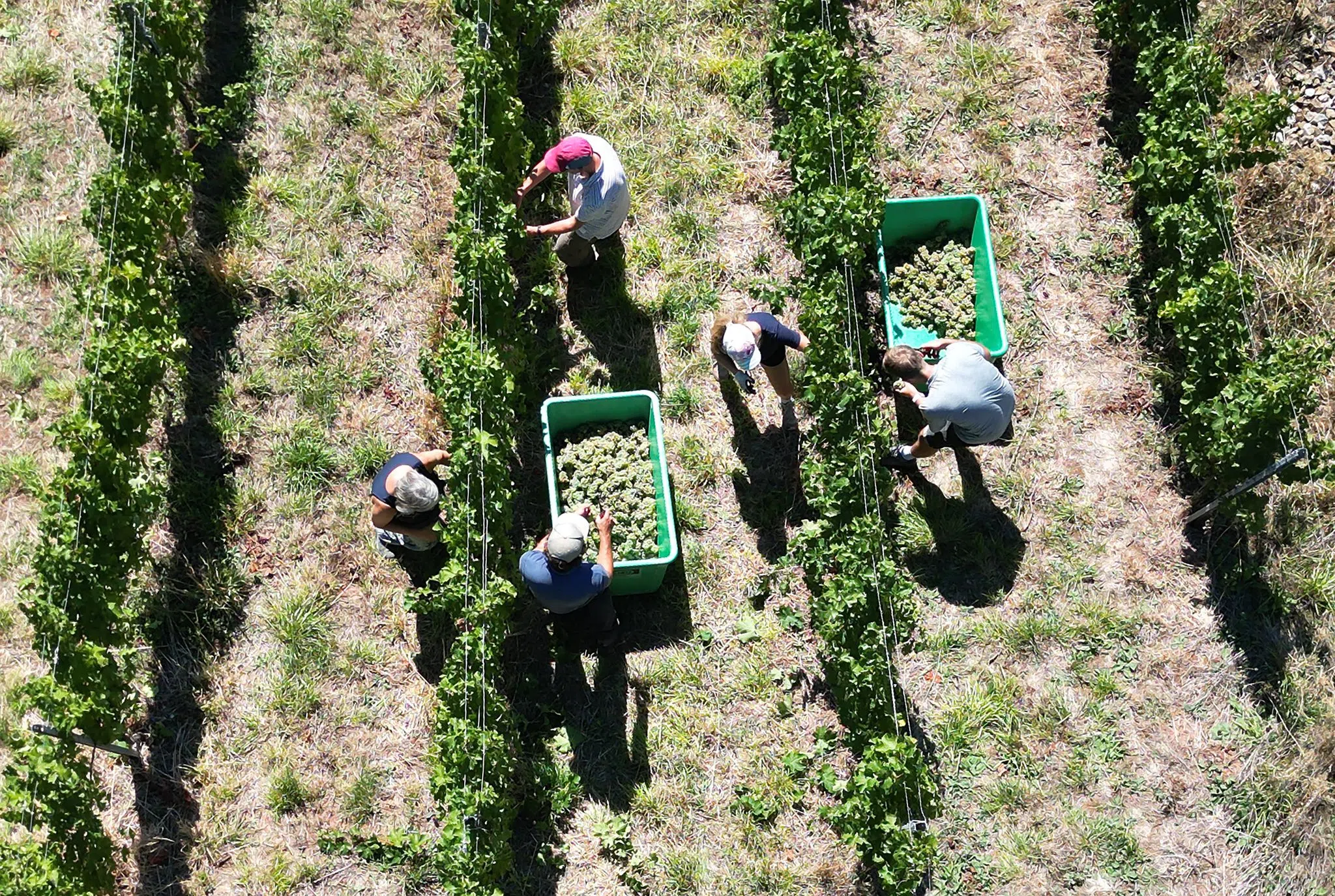 Weinernte unterm Durchschnitt - so niedrig wie 2010?