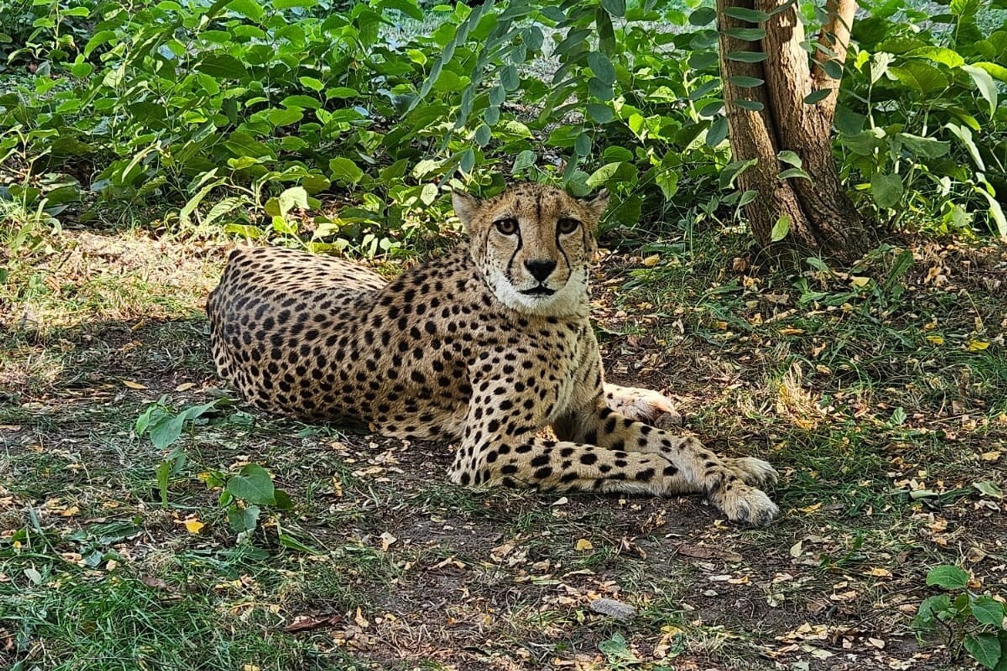Neu-Saarländerin mit Fleckenfell - Gepardin im Zoo
