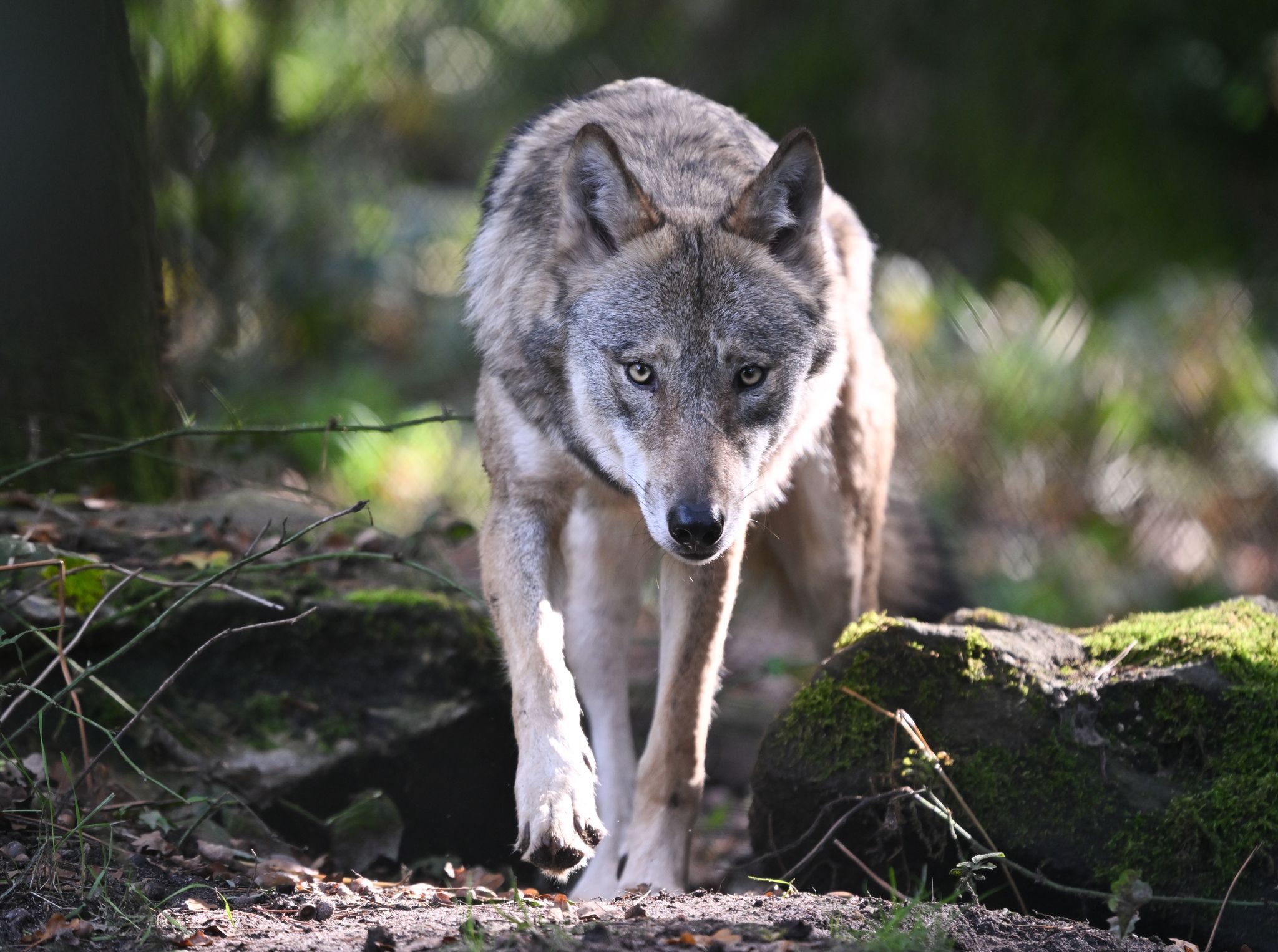 Wolf darf im Westerwald vorerst gejagt werden