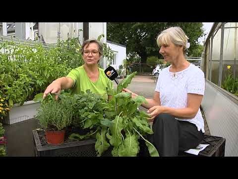 Gemüse und Kräuter auf dem Balkon